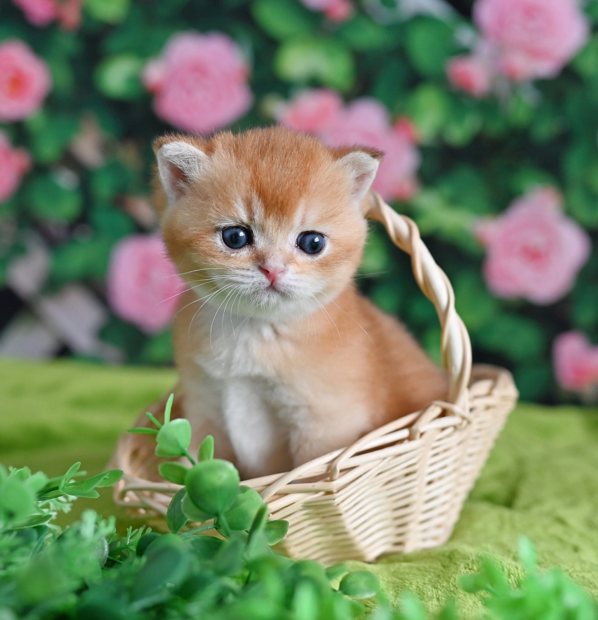 small pigtails - My, cat, British cat, Animals, Nature, Longpost, Kittens