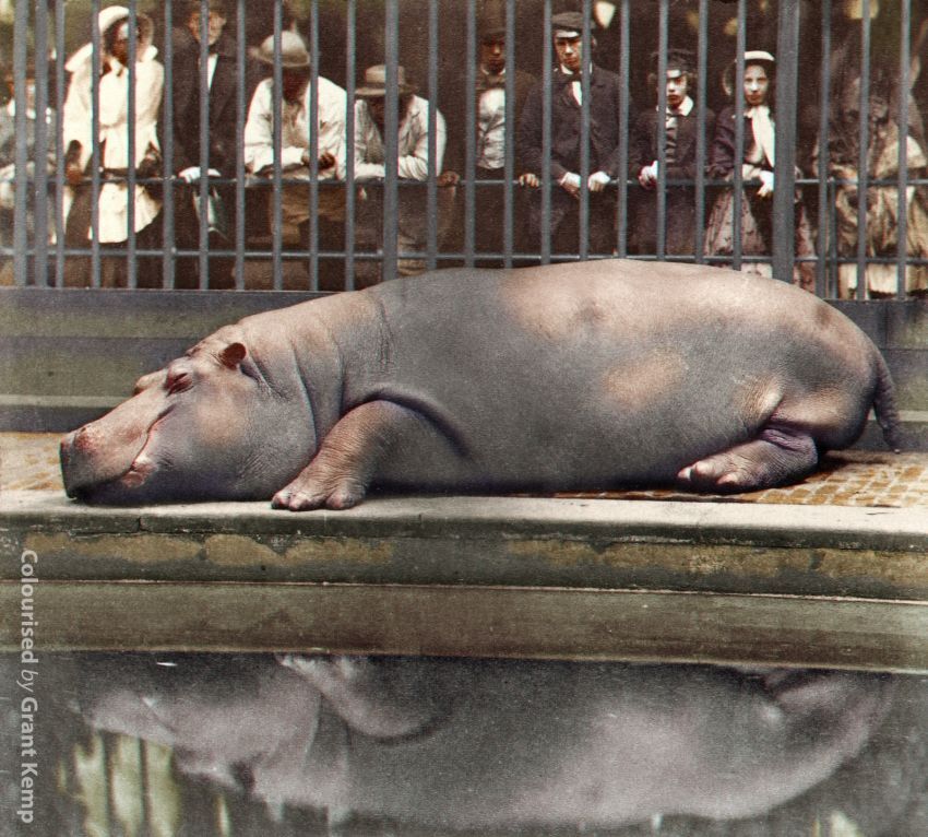 RESTORED COLOR IN THE PHOTO OF THE 19th CENTURY - Old photo, 19th century, Longpost, hippopotamus, Dog, Children