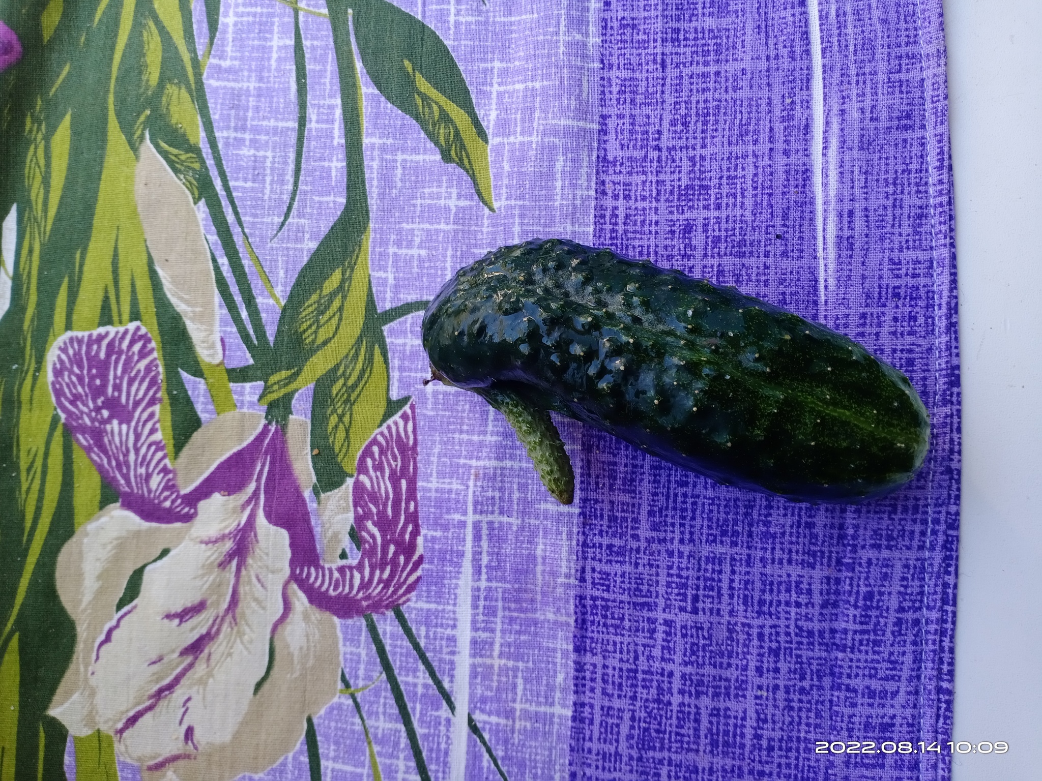 Cucumber, but not simple - My, Without words, Cucumbers