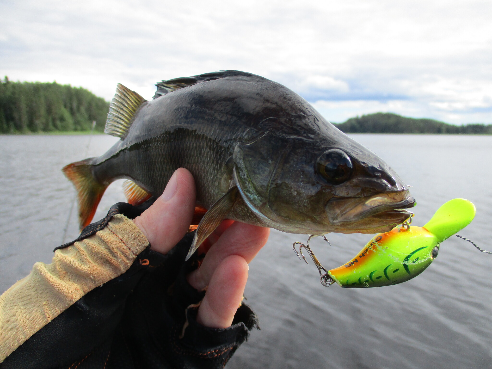 Beautiful fish Janisjarvi - My, Fishing, Wobbler, Spinning, Pike, Ide, Longpost