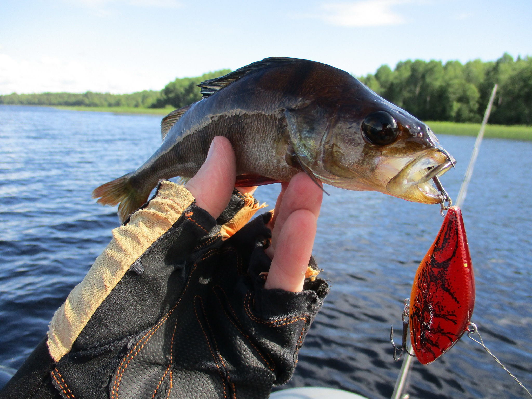 Beautiful fish Janisjarvi - My, Fishing, Wobbler, Spinning, Pike, Ide, Longpost