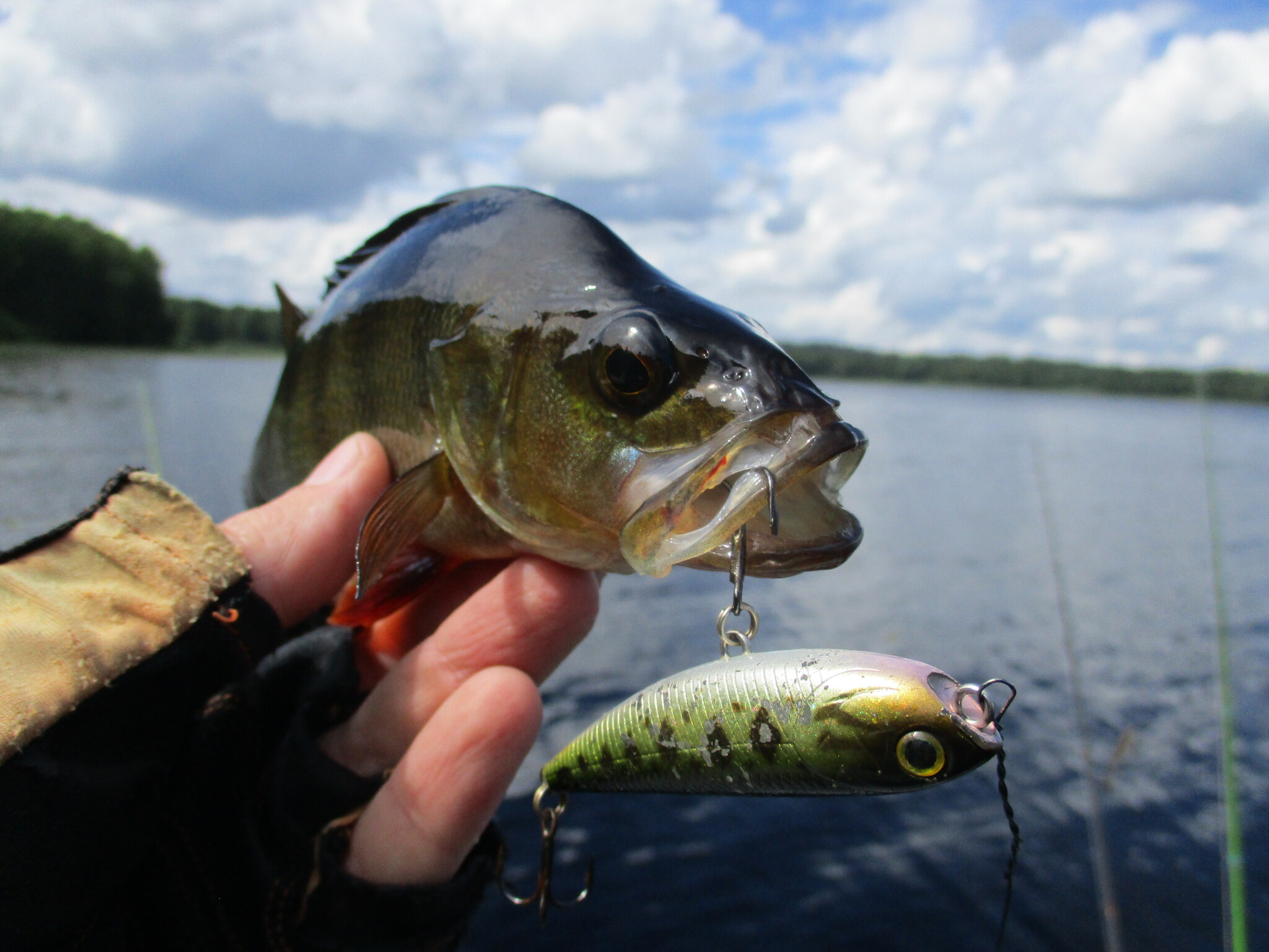 Beautiful fish Janisjarvi - My, Fishing, Wobbler, Spinning, Pike, Ide, Longpost