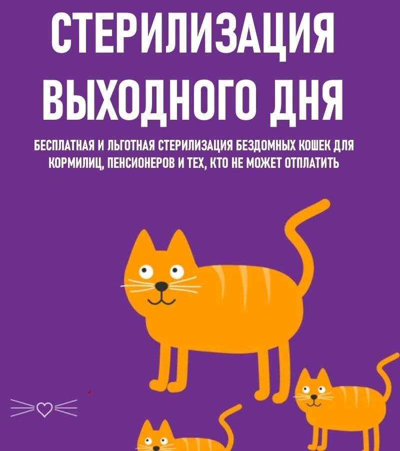 Continuation of the post Morning in our institution always starts the same way - My, Helping animals, Animal Rescue, Dacha, cat, Kittens, Video, Vertical video, Longpost, Reply to post