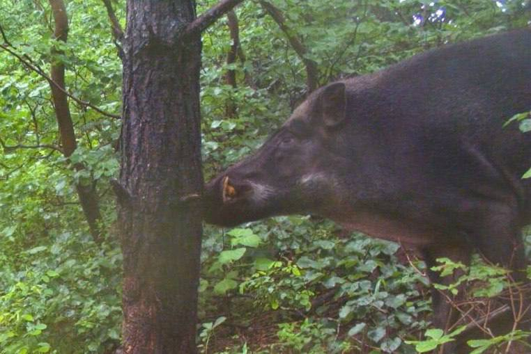 Wild boar - ghost on the southernmost island of Russia - Boar, Призрак, Wild animals, Phototrap, Reserves and sanctuaries, Primorsky Krai, Island, Japanese Sea, The photo, Land of the Leopard, wildlife, Ungulates, Longpost