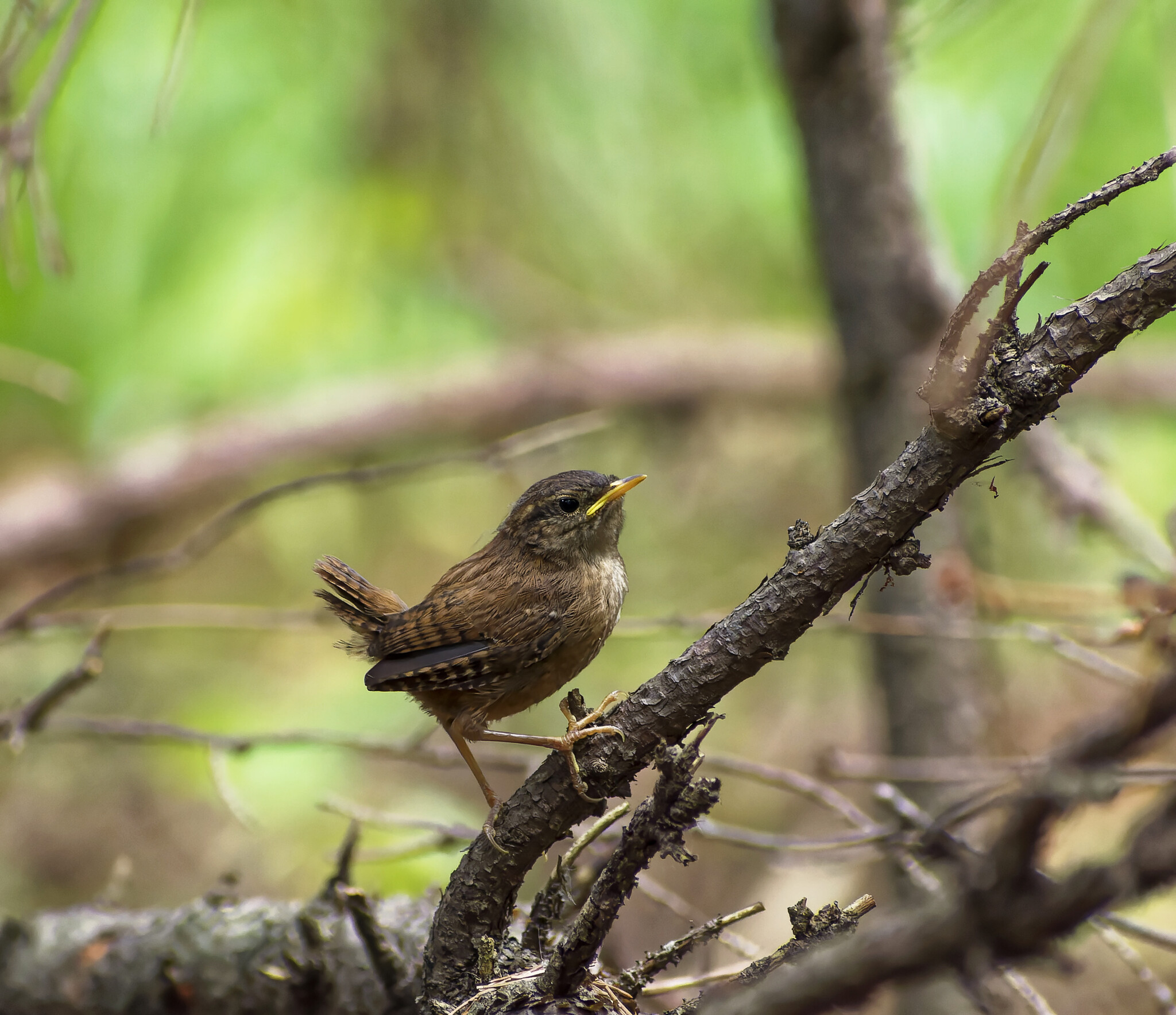 Nut - My, Photo hunting, Nature, Birds, Hobby, The nature of Russia, Ornithology, beauty of nature, Summer, Forest, Walk, The photo, Video