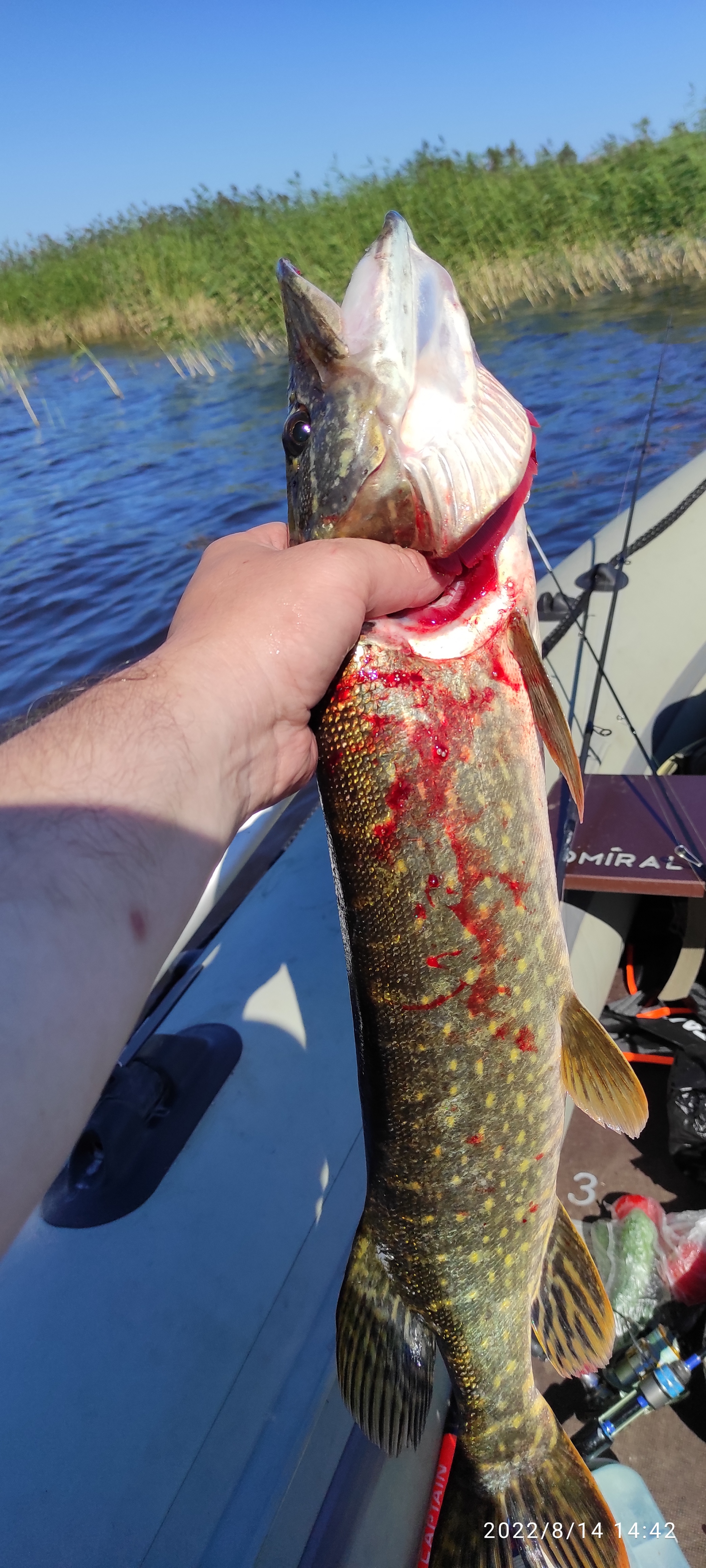 Nice trophy! - My, Catch, Pike, Ladoga, Longpost