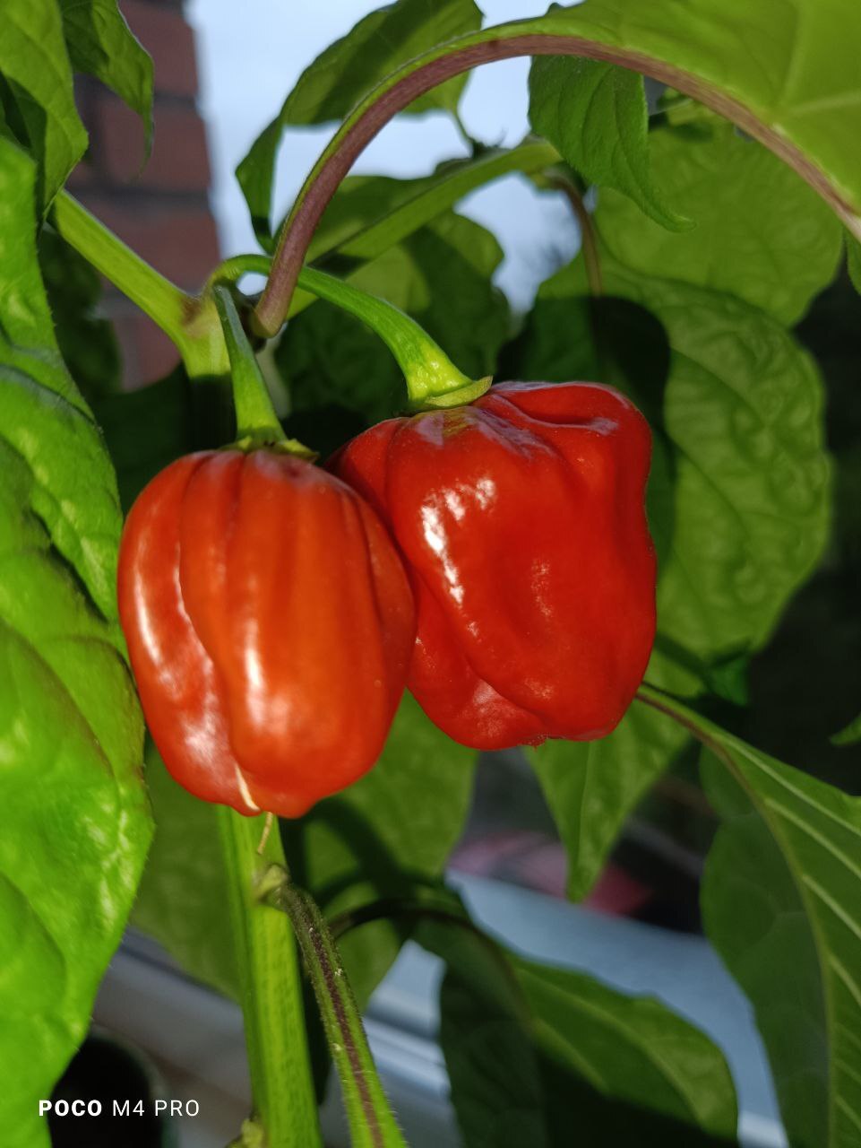 Harvest Habanero Cappuccino from the windowsill - My, Pepper, Houseplants, Hot peppers, Garden, Pepper farming, Longpost