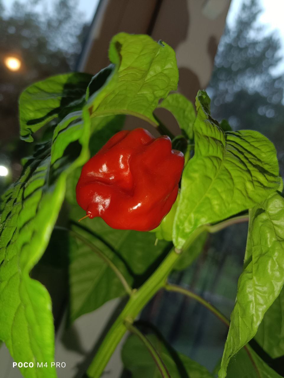 Harvest Habanero Cappuccino from the windowsill - My, Pepper, Houseplants, Hot peppers, Garden, Pepper farming, Longpost