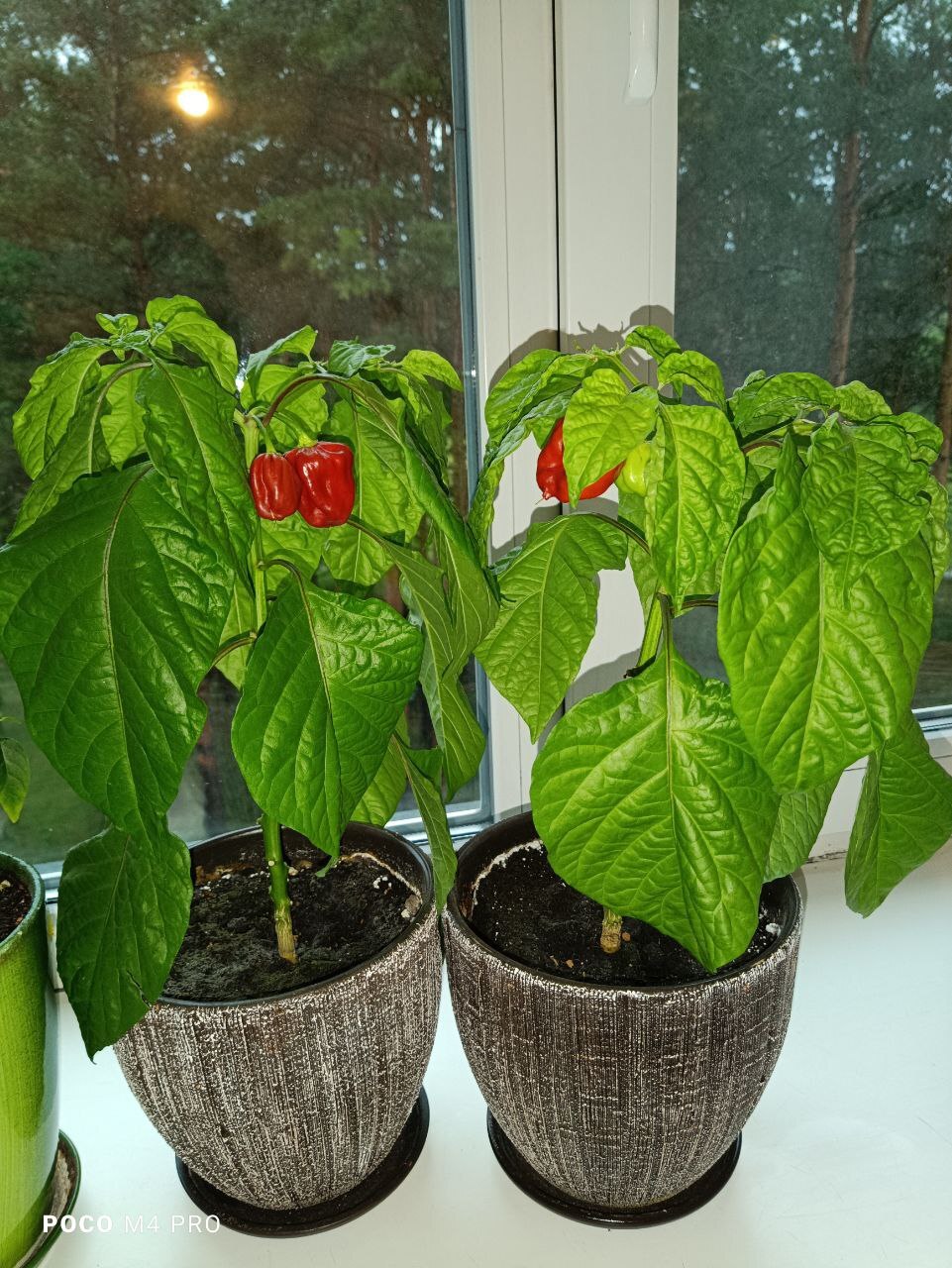 Harvest Habanero Cappuccino from the windowsill - My, Pepper, Houseplants, Hot peppers, Garden, Pepper farming, Longpost