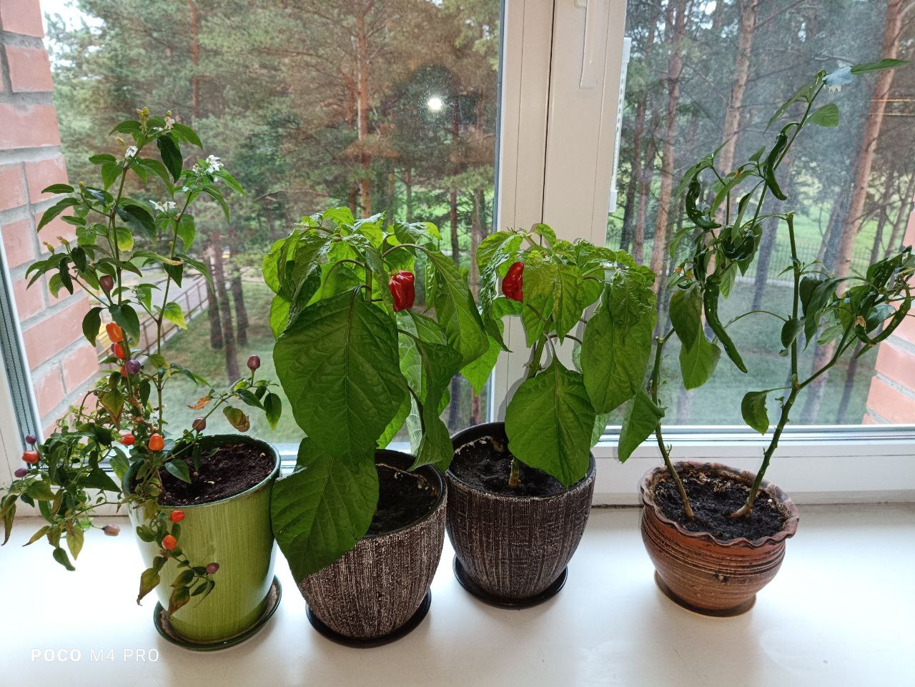 Harvest Habanero Cappuccino from the windowsill - My, Pepper, Houseplants, Hot peppers, Garden, Pepper farming, Longpost