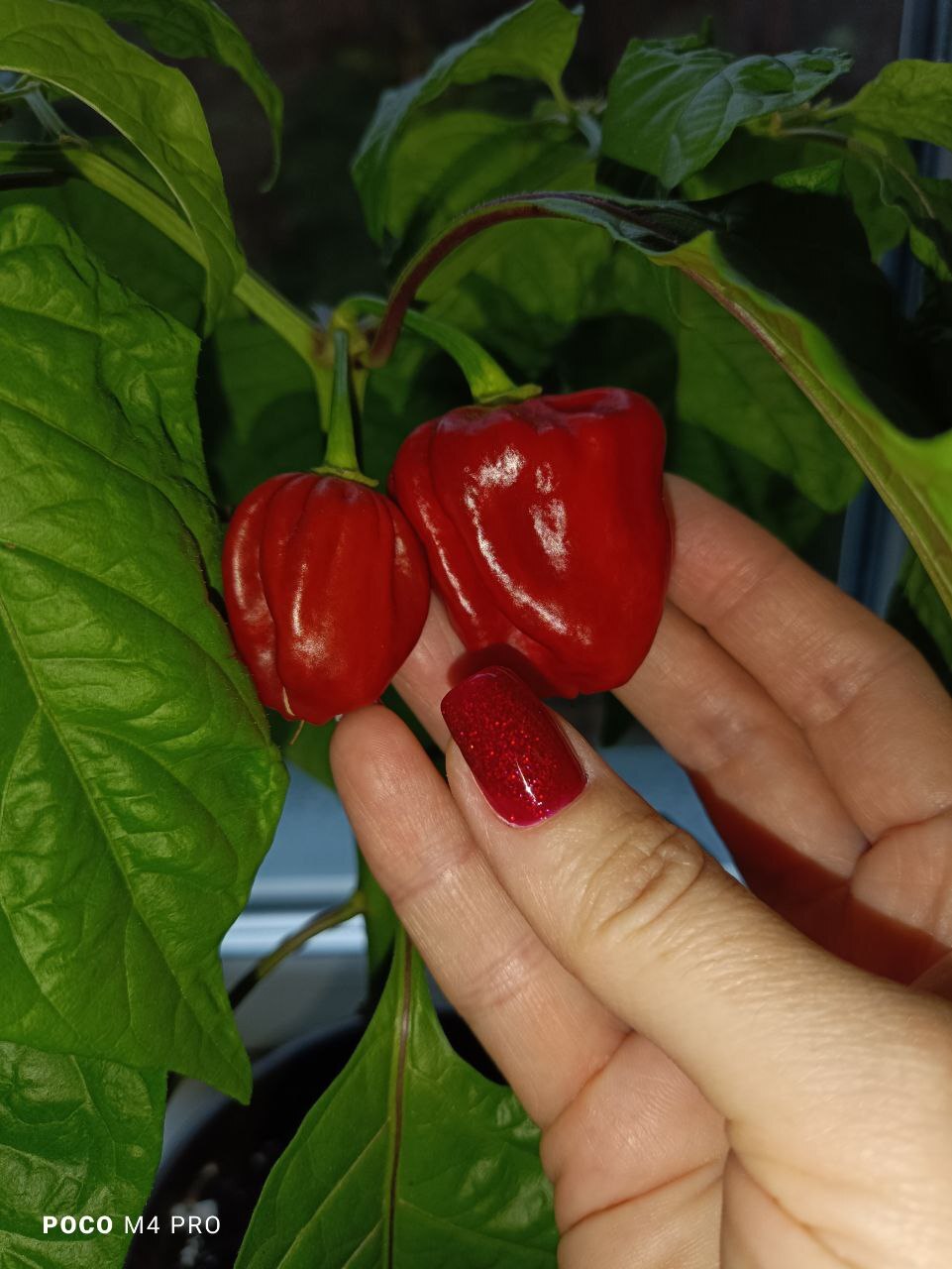 Harvest Habanero Cappuccino from the windowsill - My, Pepper, Houseplants, Hot peppers, Garden, Pepper farming, Longpost