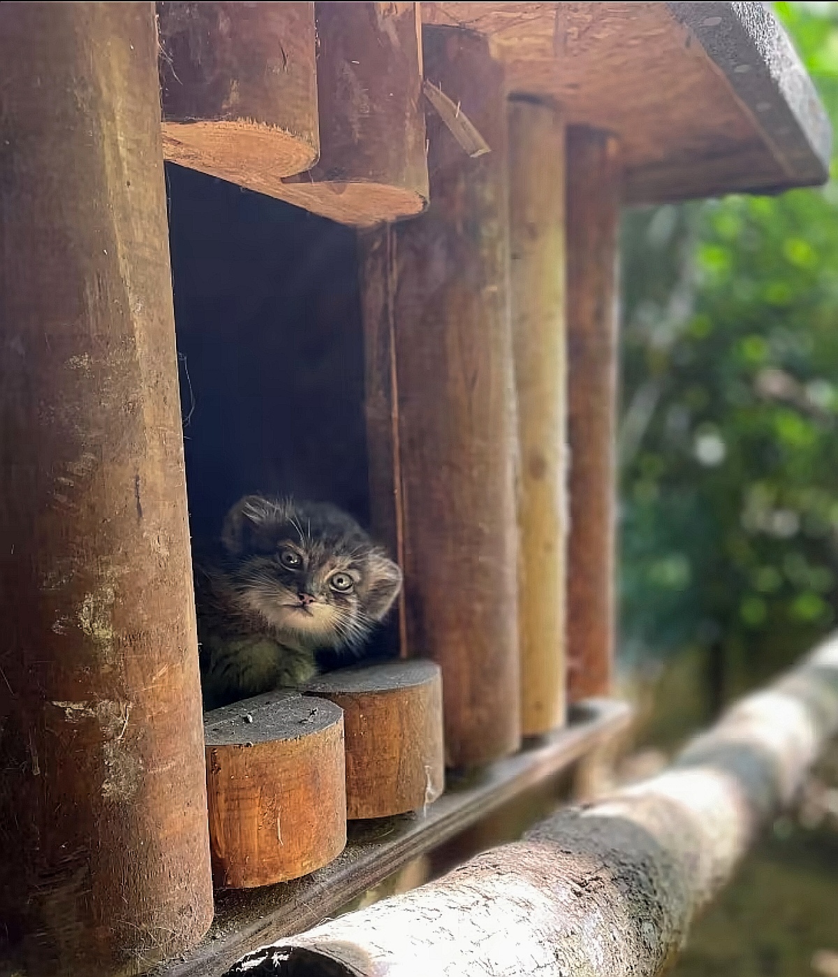 Who, who lives in a teremochka? - Pallas' cat, Pet the cat, Small cats, Cat family, Predatory animals, Wild animals, The photo