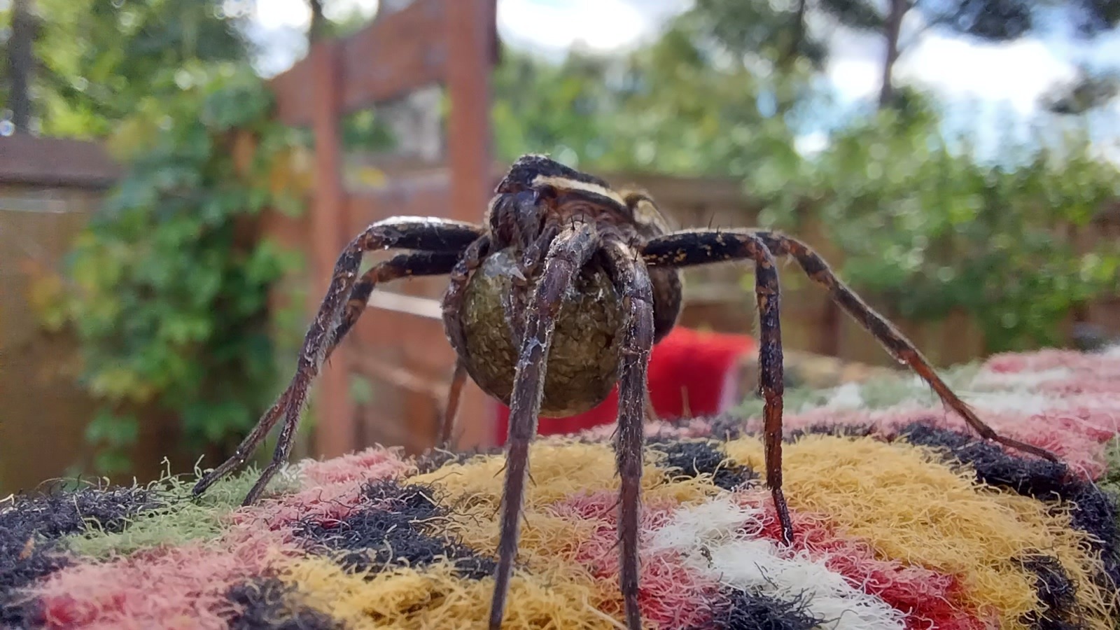 Saving the kind of spider - My, Spider, The photo, Longpost, Nature, Animal Rescue, Arachnology