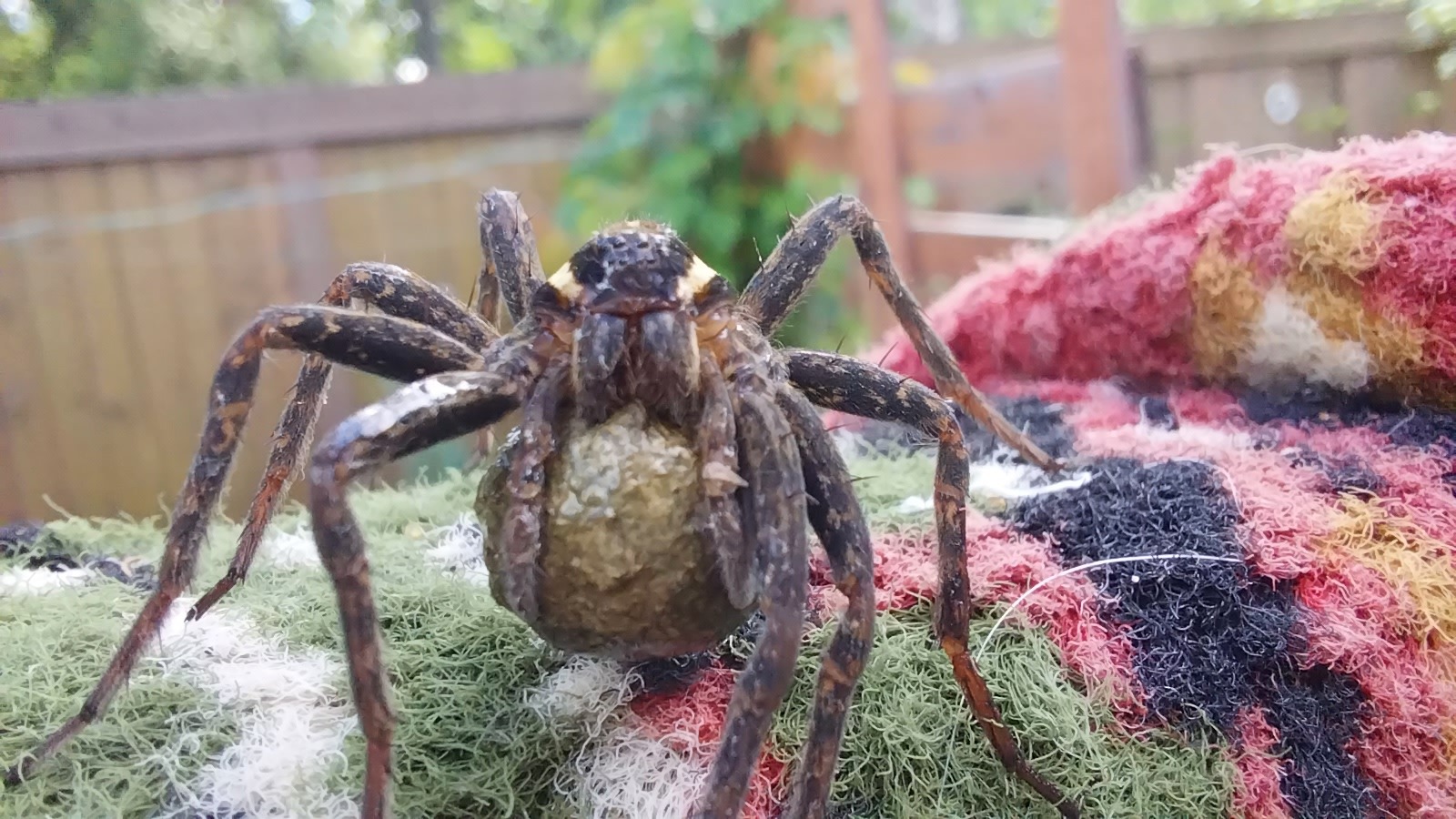 Saving the kind of spider - My, Spider, The photo, Longpost, Nature, Animal Rescue, Arachnology