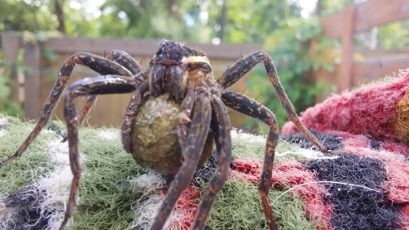 Saving the kind of spider - My, Spider, The photo, Longpost, Nature, Animal Rescue, Arachnology