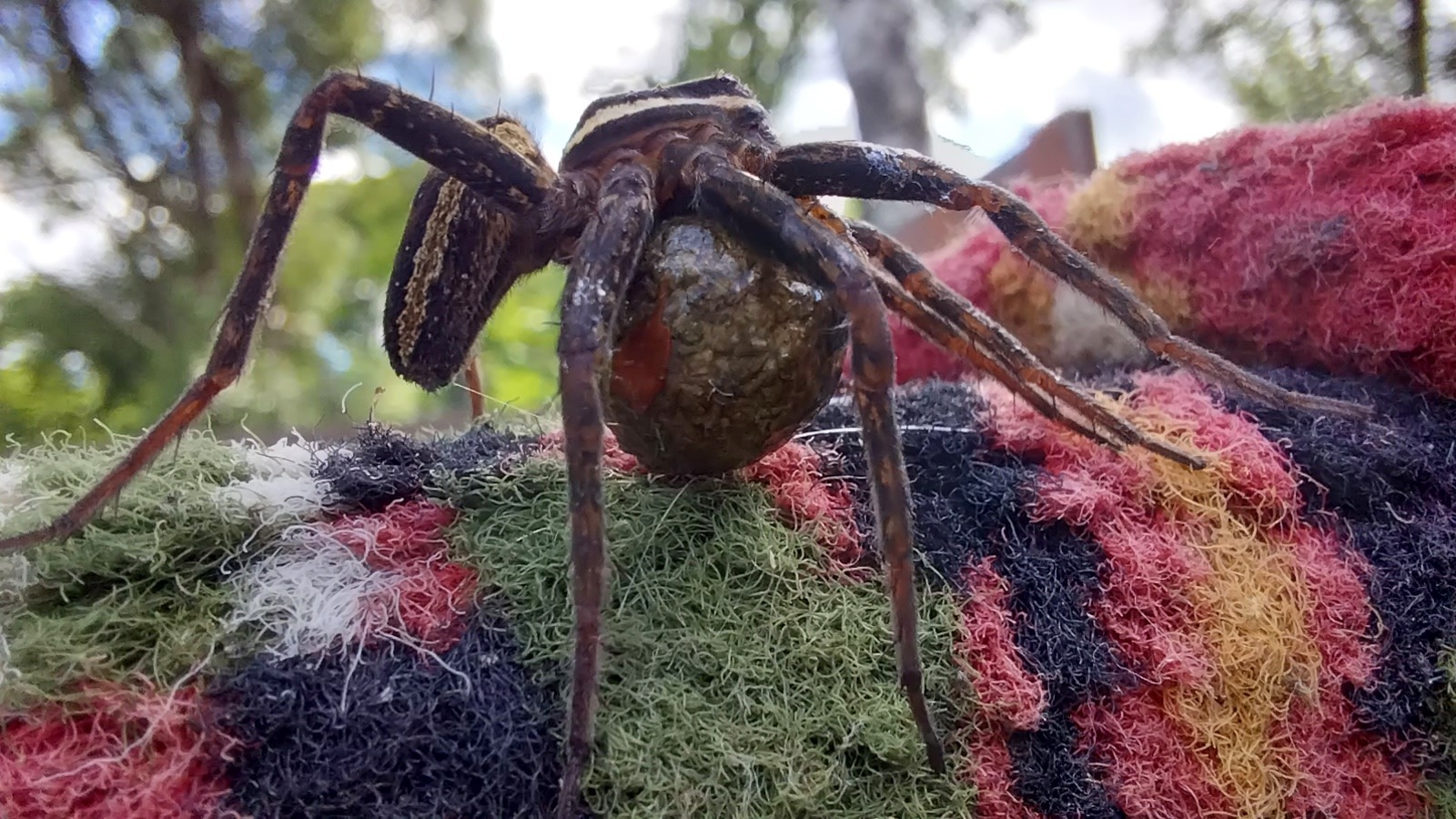 Saving the kind of spider - My, Spider, The photo, Longpost, Nature, Animal Rescue, Arachnology