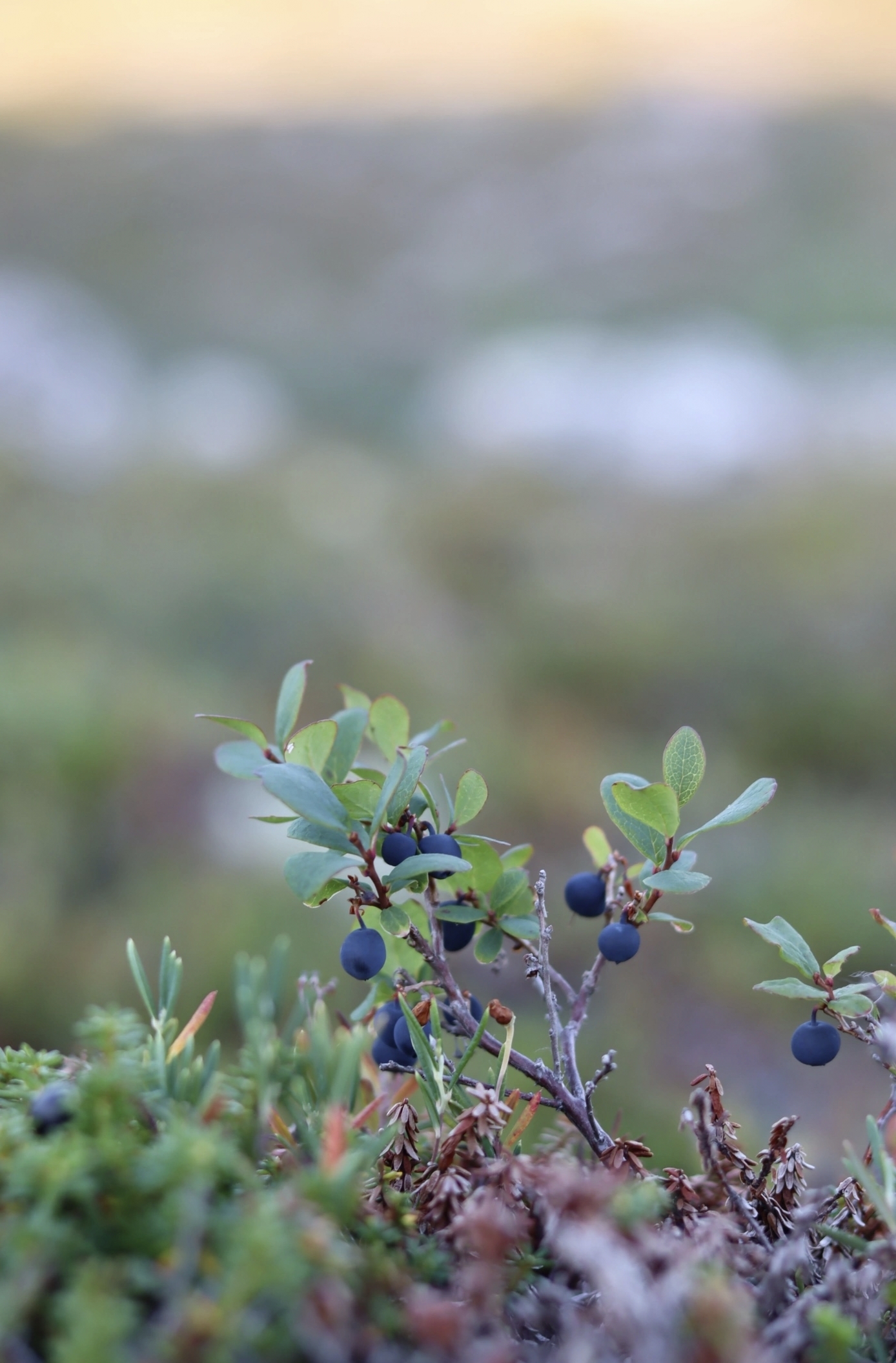 Walk in the fells - My, Walk, Hills, Cowberry, Blueberry, Bagulnik, Fern, North, Murmansk region, Arctic, Summer, August, Mushrooms, Fly agaric, Moss, Canon, Longpost