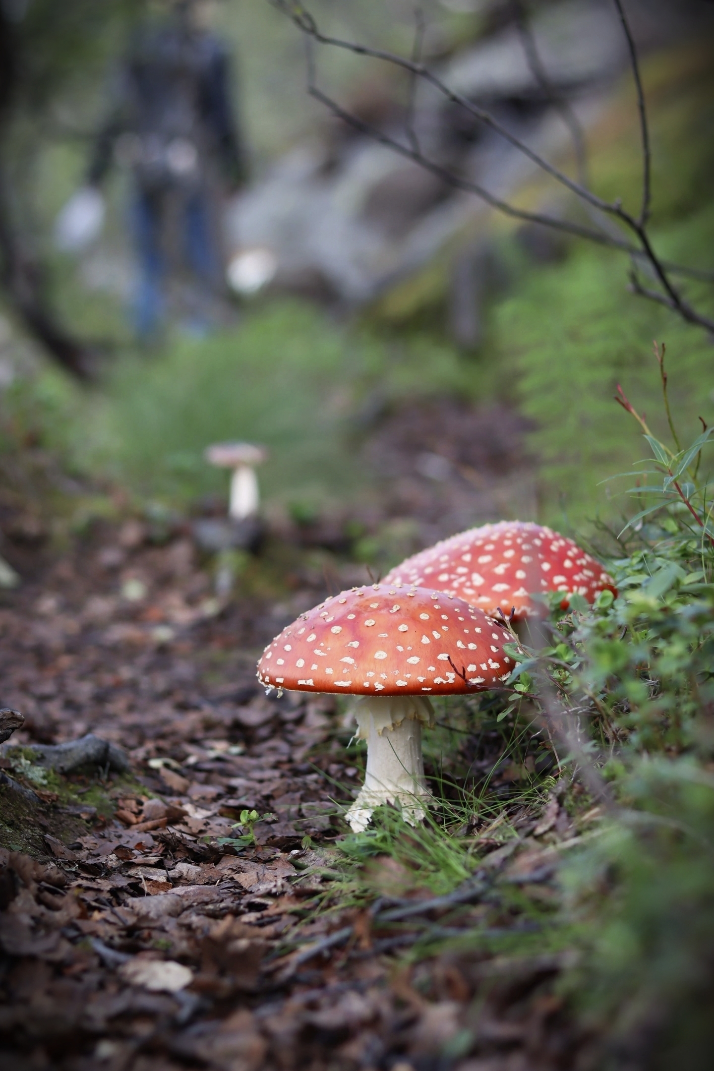 Walk in the fells - My, Walk, Hills, Cowberry, Blueberry, Bagulnik, Fern, North, Murmansk region, Arctic, Summer, August, Mushrooms, Fly agaric, Moss, Canon, Longpost