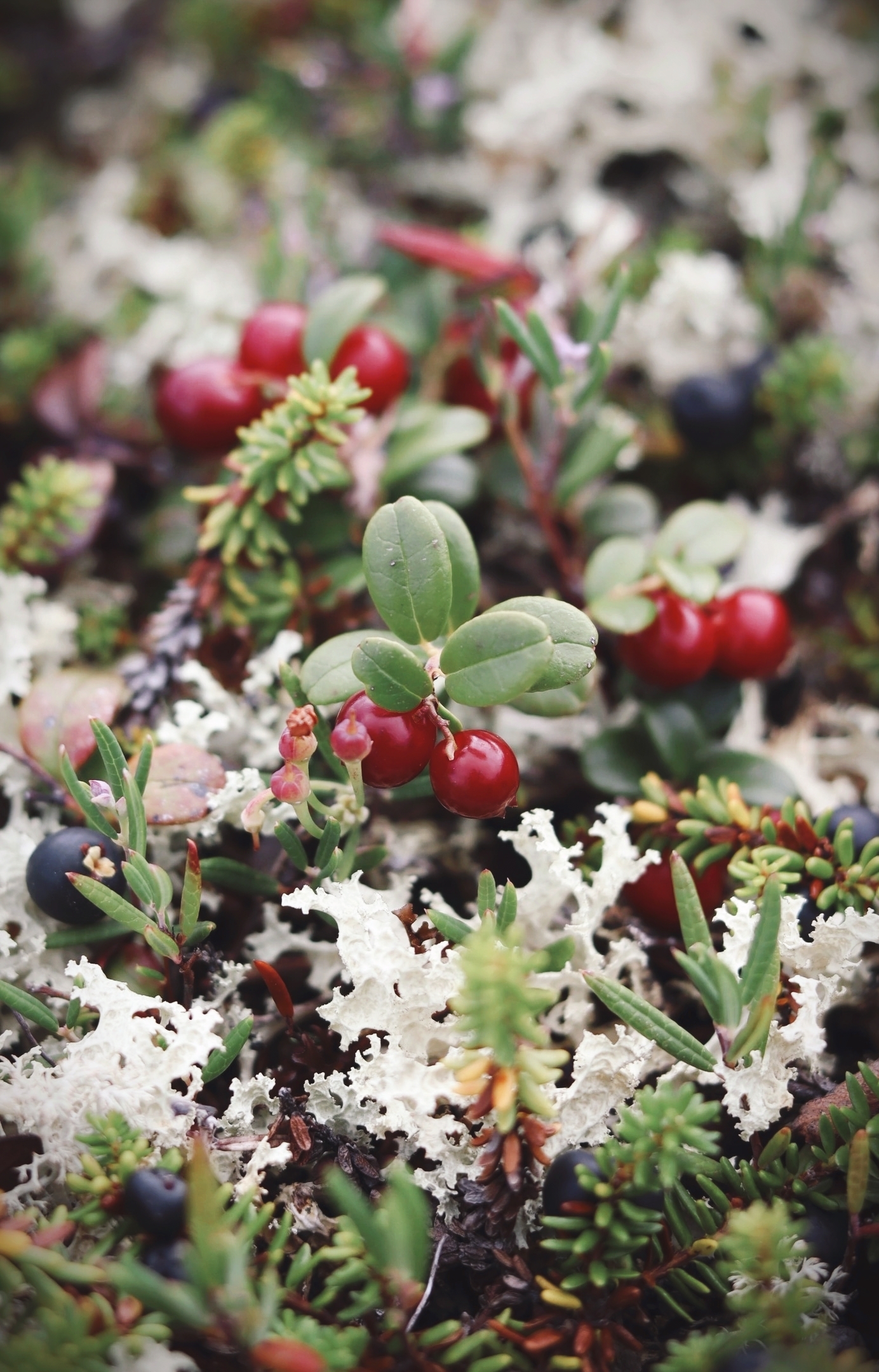 Walk in the fells - My, Walk, Hills, Cowberry, Blueberry, Bagulnik, Fern, North, Murmansk region, Arctic, Summer, August, Mushrooms, Fly agaric, Moss, Canon, Longpost