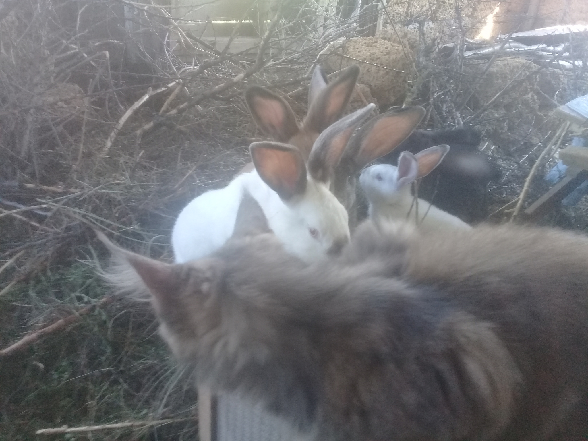 Own among strangers - My, cat, Maine Coon, Rabbit