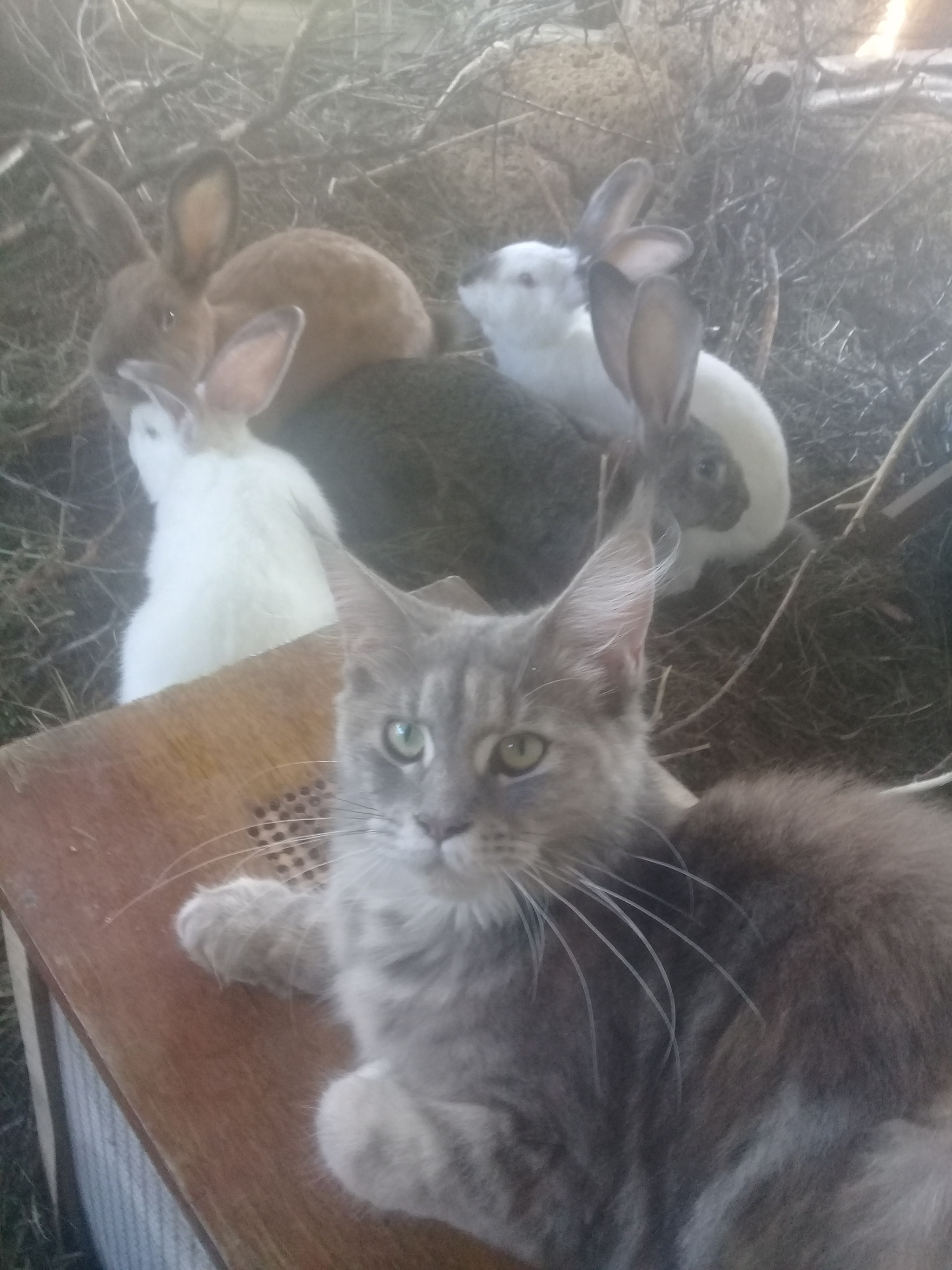 Own among strangers - My, cat, Maine Coon, Rabbit