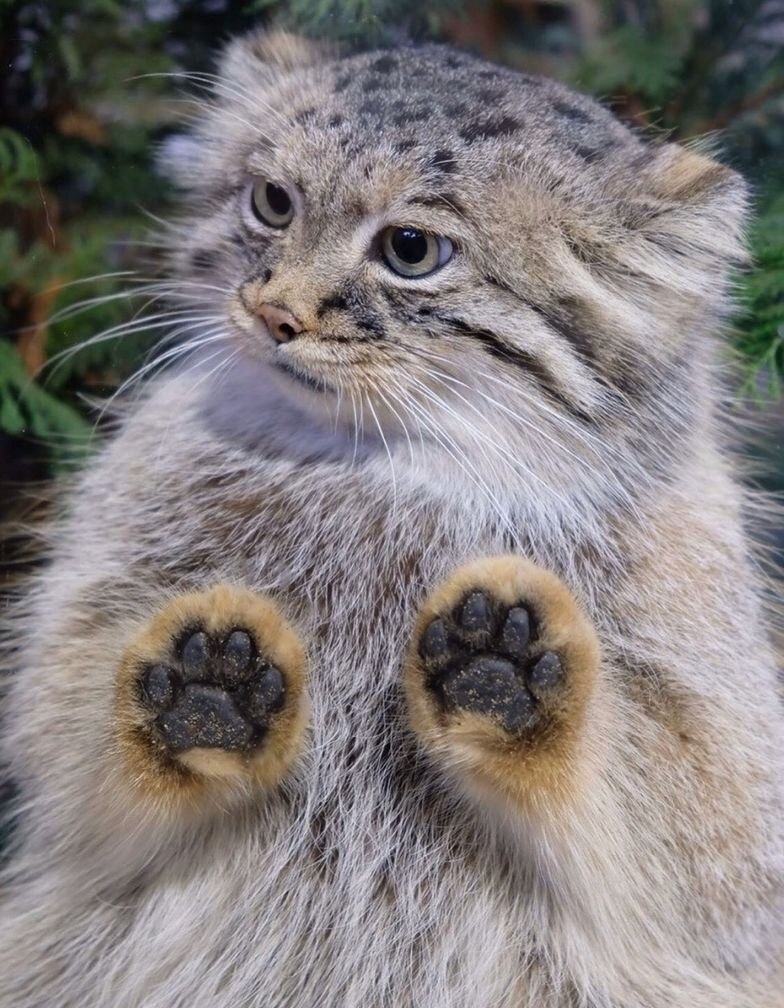 manul paws - Pallas' cat, Pet the cat, Small cats, Predatory animals