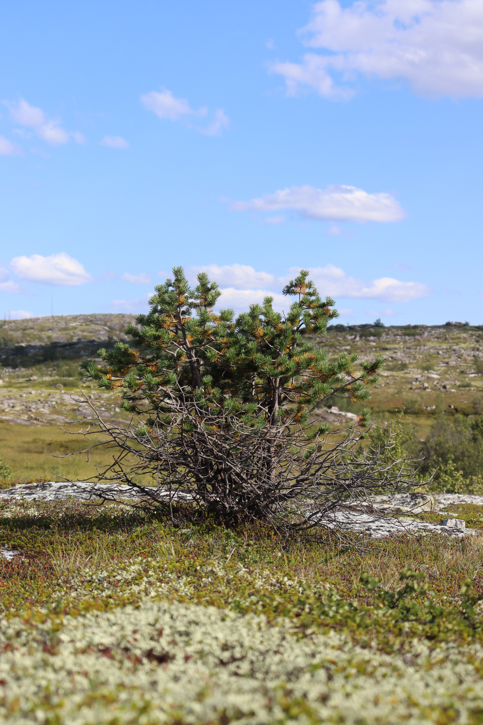 day outing - My, Walk, Hills, Heather, Pine, Day, The photo, North, Arctic, Murmansk region, August, Sortie, Canon, Blueberry, A rock, Longpost
