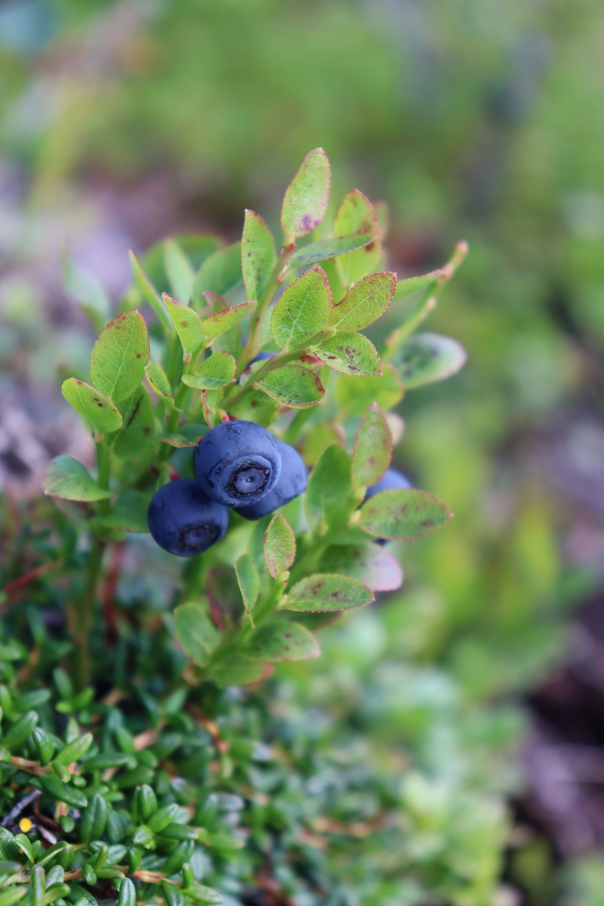 day outing - My, Walk, Hills, Heather, Pine, Day, The photo, North, Arctic, Murmansk region, August, Sortie, Canon, Blueberry, A rock, Longpost