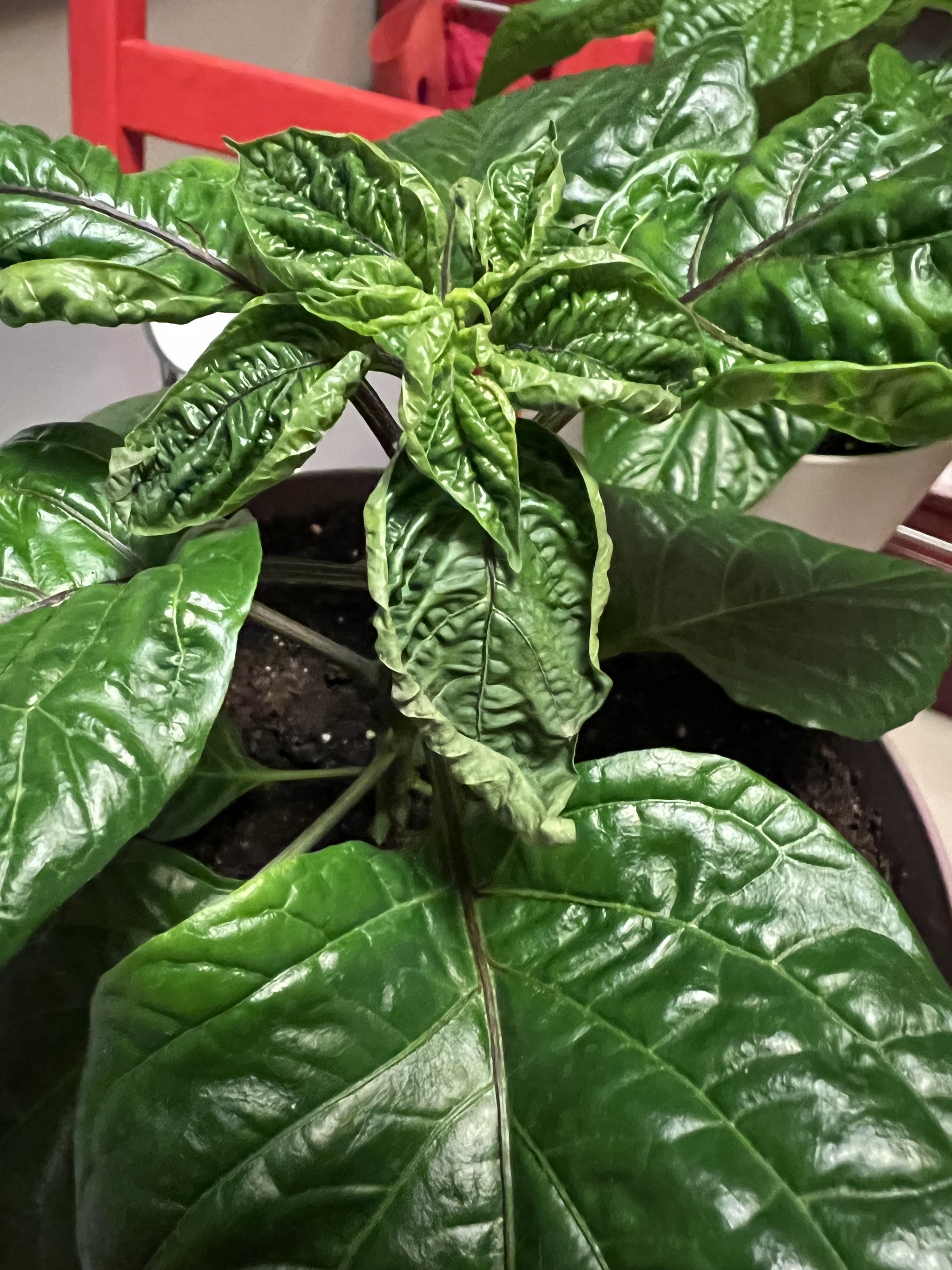 Growing notes for the ultra-hot Habanero and Carolina reaper peppers. Continuation - My, Hot peppers, Growing, Habanero, Carolinian Reaper, Notes, Gardening, Longpost