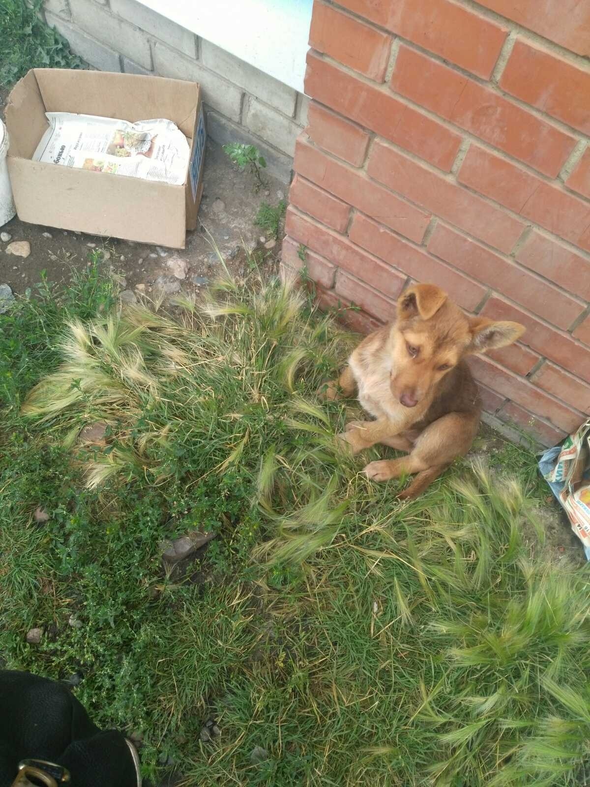 Assistance in the placement of a puppy (Krasnoyarsk, Emelyanovo) - My, Puppies, Help, No rating, Found a dog, Krasnoyarsk, Yemelyanovo, Homeless animals, Volunteering, In good hands, Helping animals, Longpost, Dog