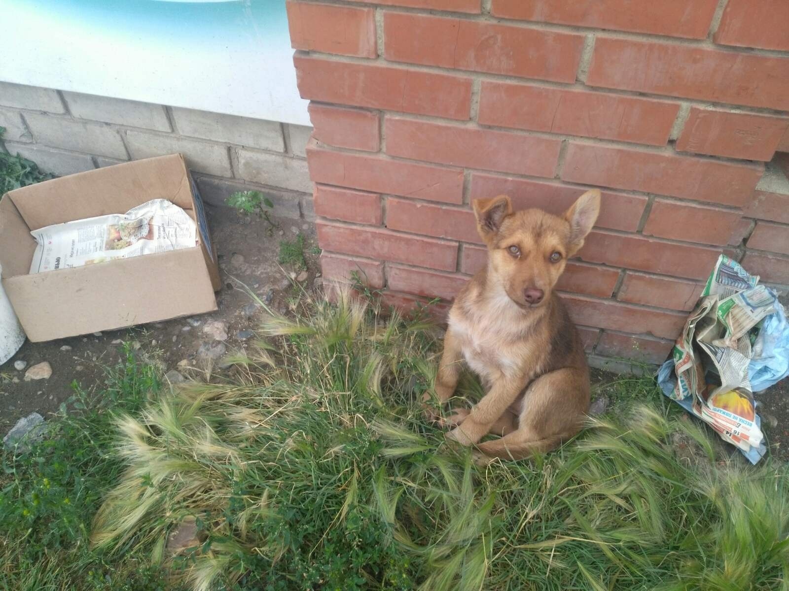 Assistance in the placement of a puppy (Krasnoyarsk, Emelyanovo) - My, Puppies, Help, No rating, Found a dog, Krasnoyarsk, Yemelyanovo, Homeless animals, Volunteering, In good hands, Helping animals, Longpost, Dog