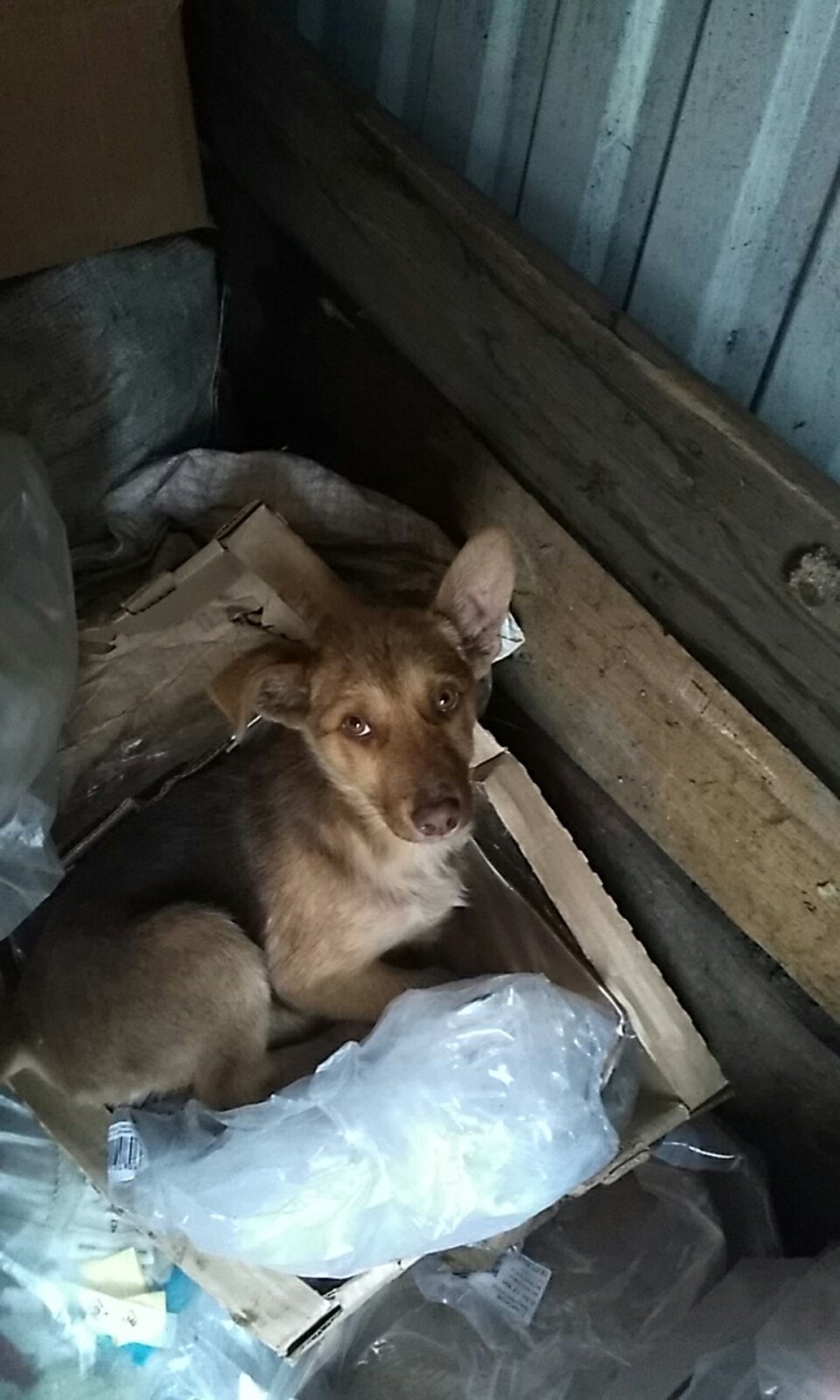 Помощь в пристройстве щенка (Красноярск, Емельяново) - Моё, Щенки, Помощь, Без рейтинга, Найдена собака, Красноярск, Емельяново, Бездомные животные, Волонтерство, В добрые руки, Помощь животным, Длиннопост, Собака