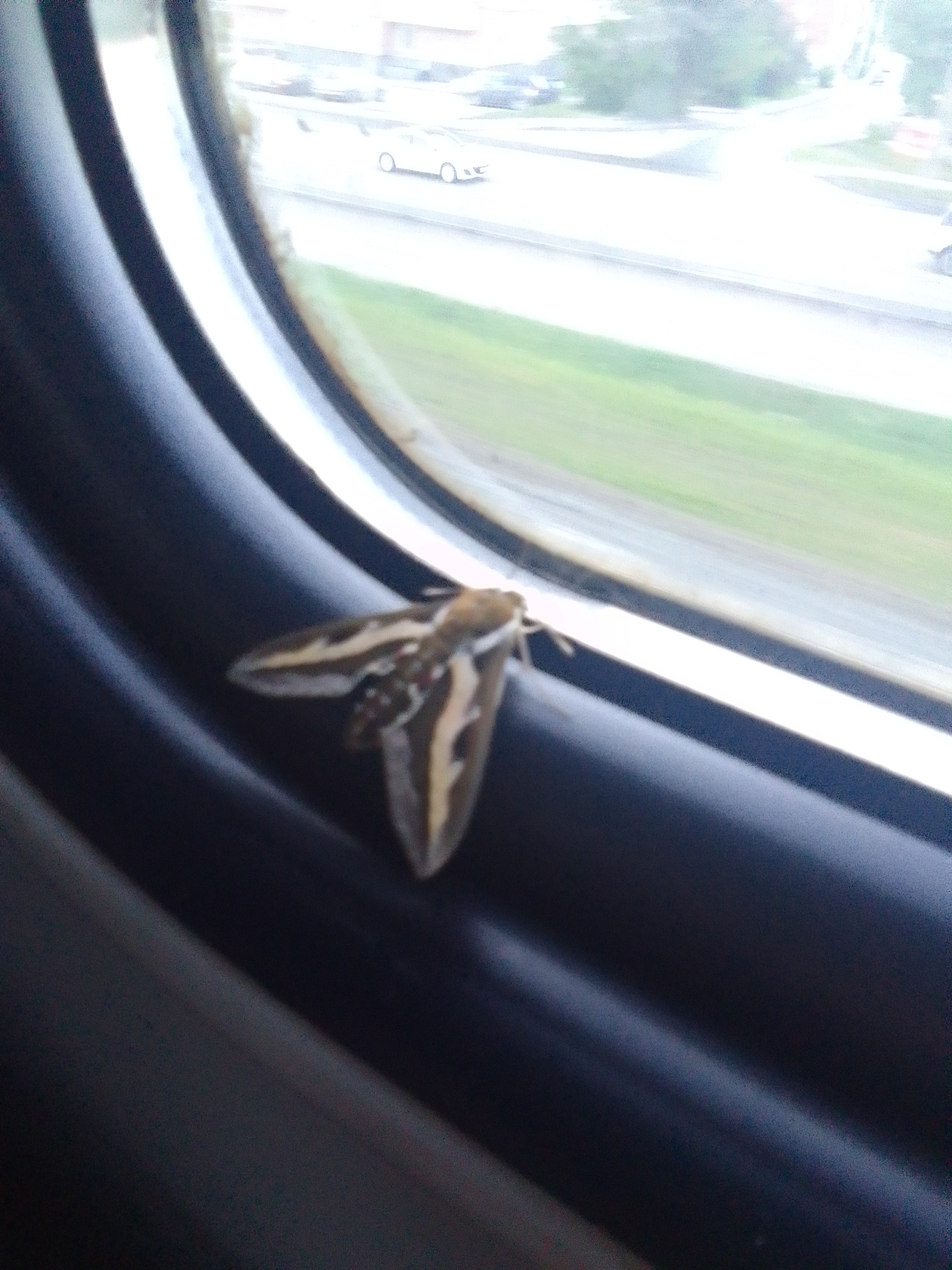 Modern migration - My, The photo, Butterfly, Train, Drive, Mat