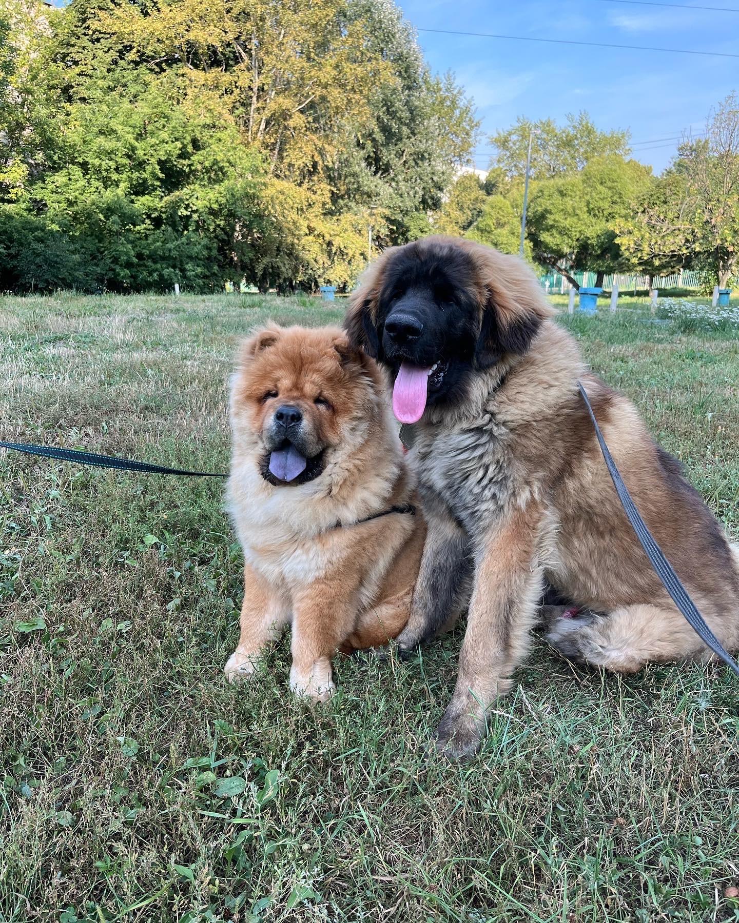 chowburger - My, Dog, Leonberger, Pets, Longpost