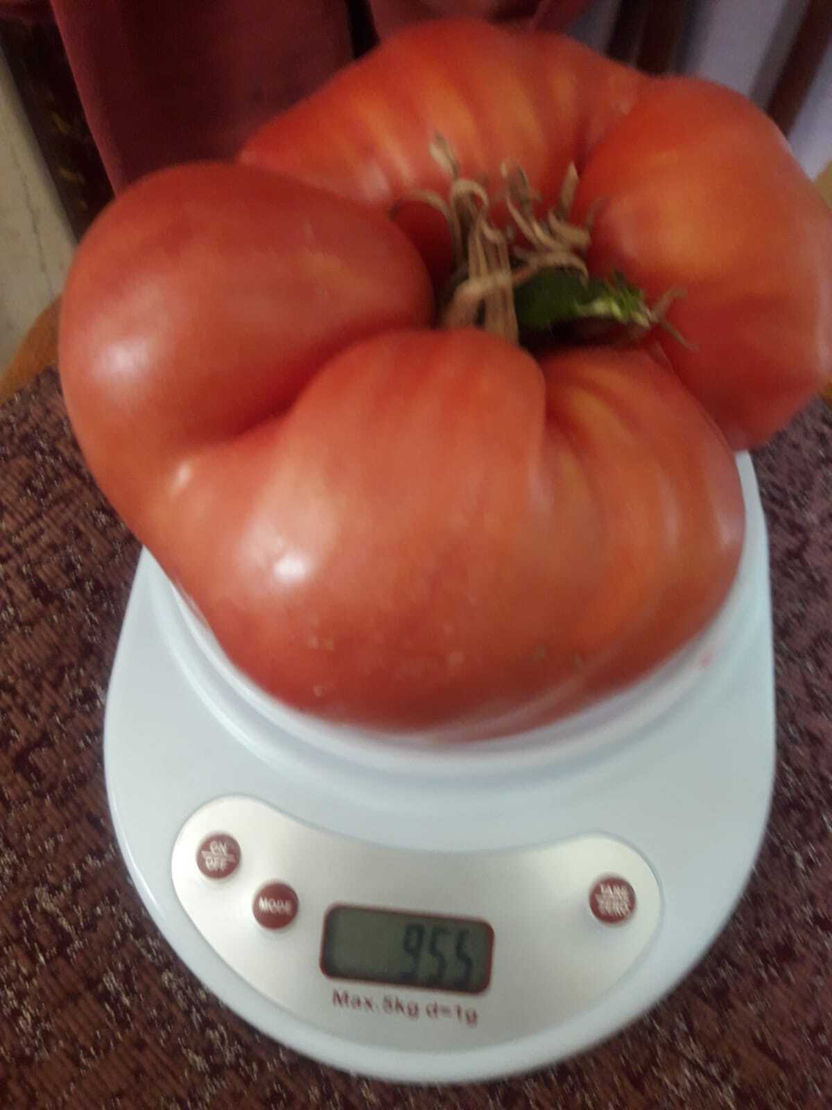 My tomato, healthy! - My, Vegetables, Tomatoes