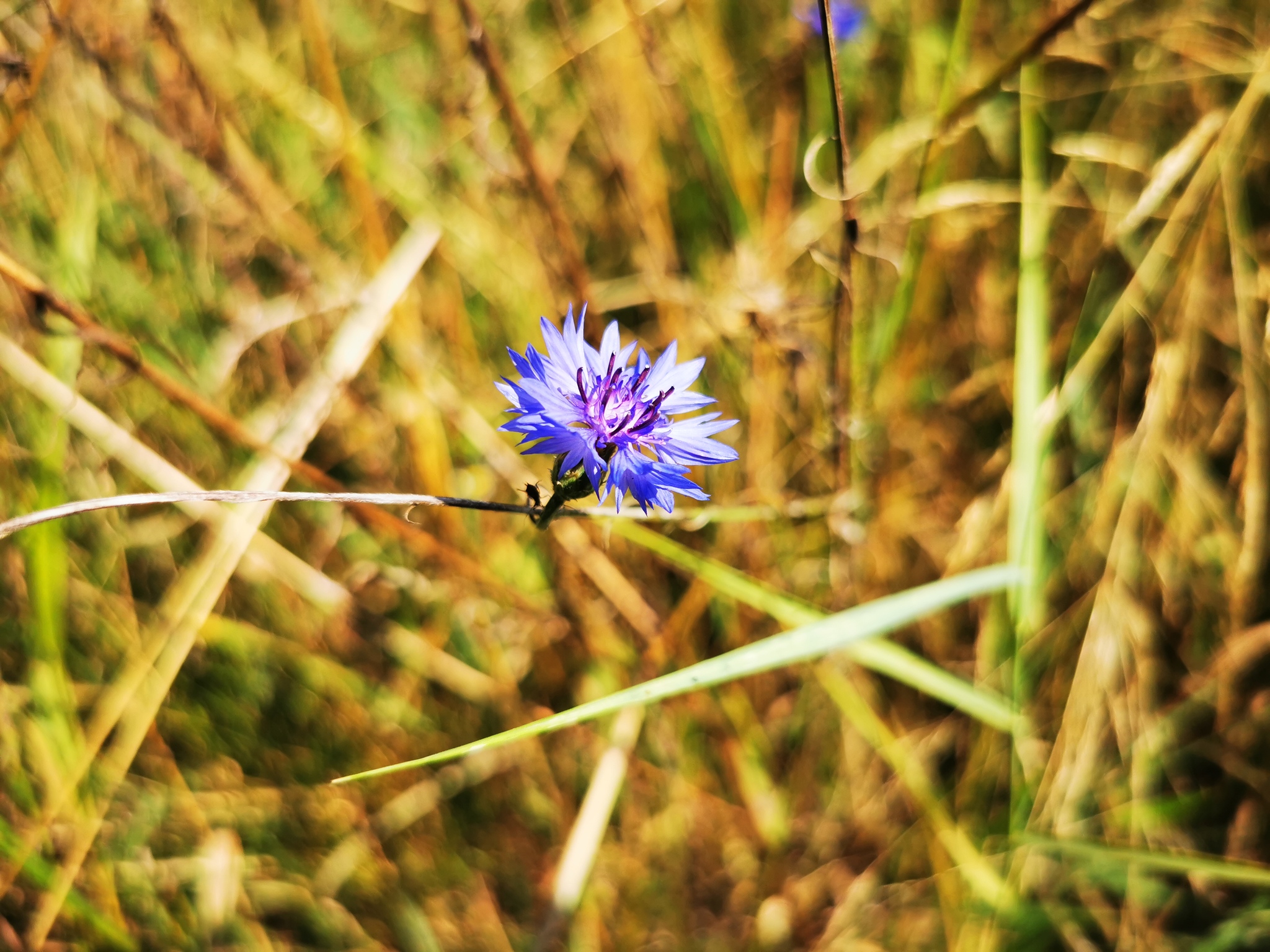 Василек Centaurea - Моё, Василек, Полевые цветы, Фотография