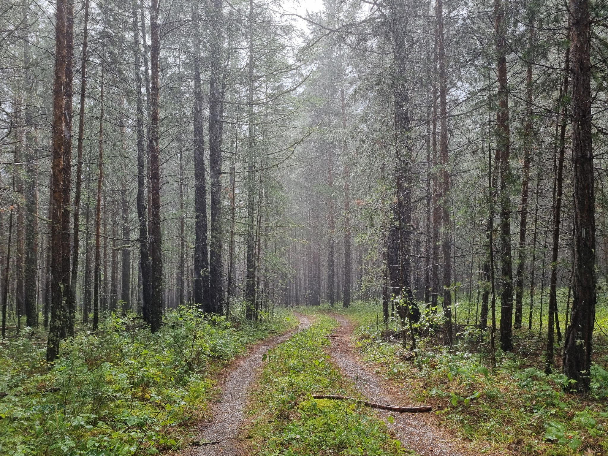 Forest - My, Mobile photography, Forest, Rain