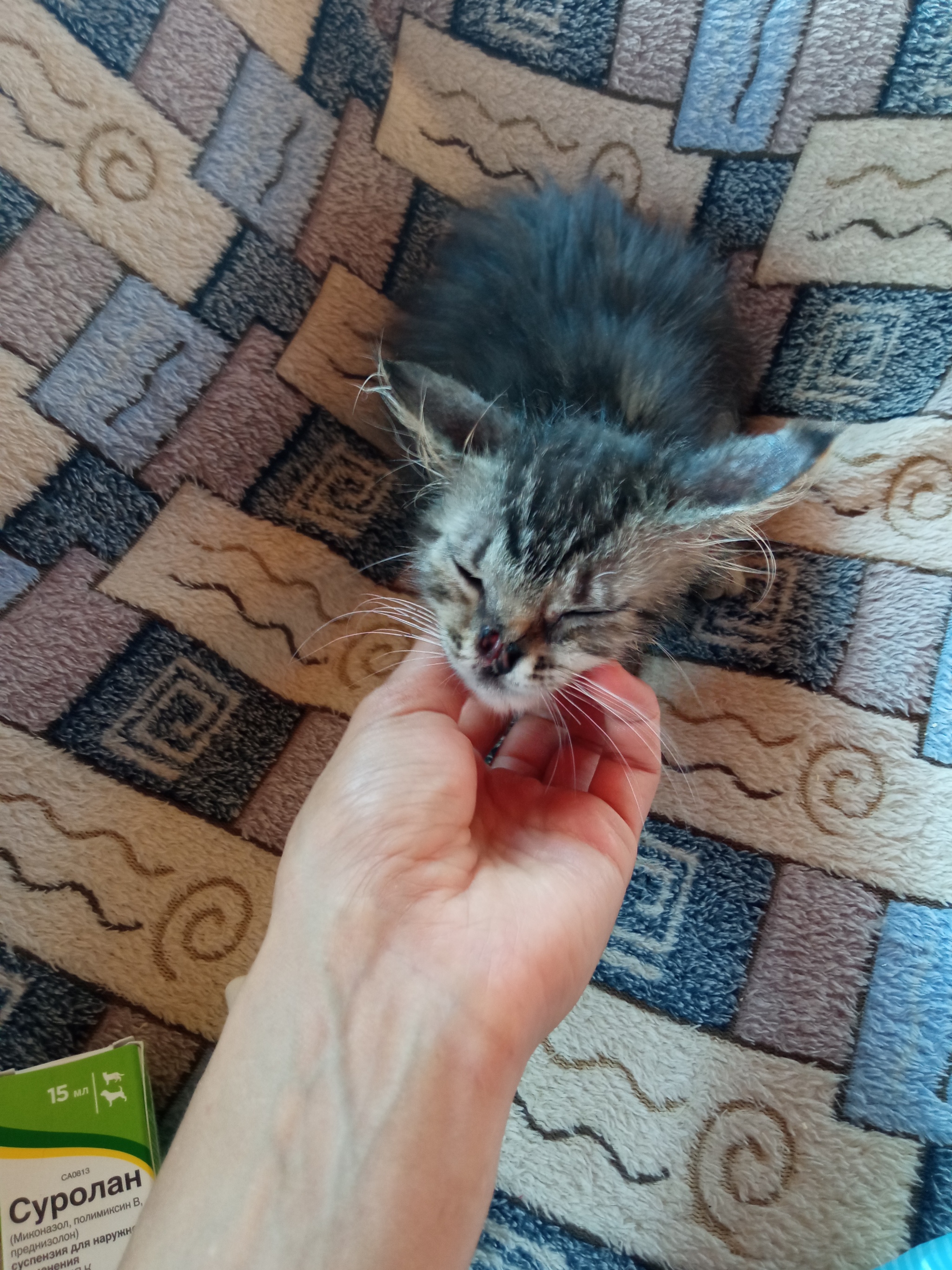 Continuation of the post “I have a new crippled kitten. I cut myself on a tin can very badly  - My, cat, Kittens, Helping animals, Animal Rescue, Homeless animals, Video, Reply to post, Longpost, Vertical video