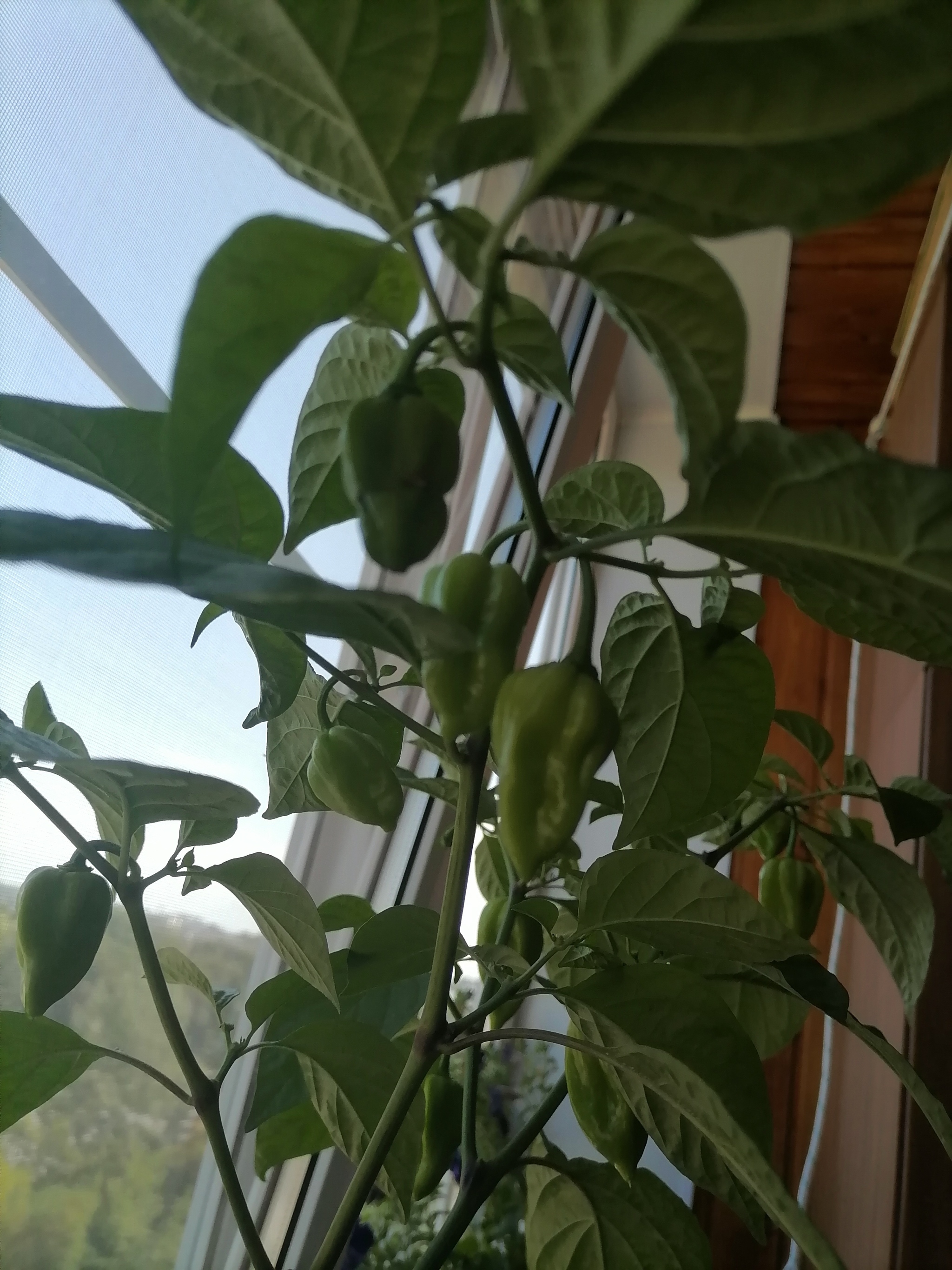 Habanero v. 2.0 - My, Pepper, Habanero, Pepper farming, Balcony, Longpost