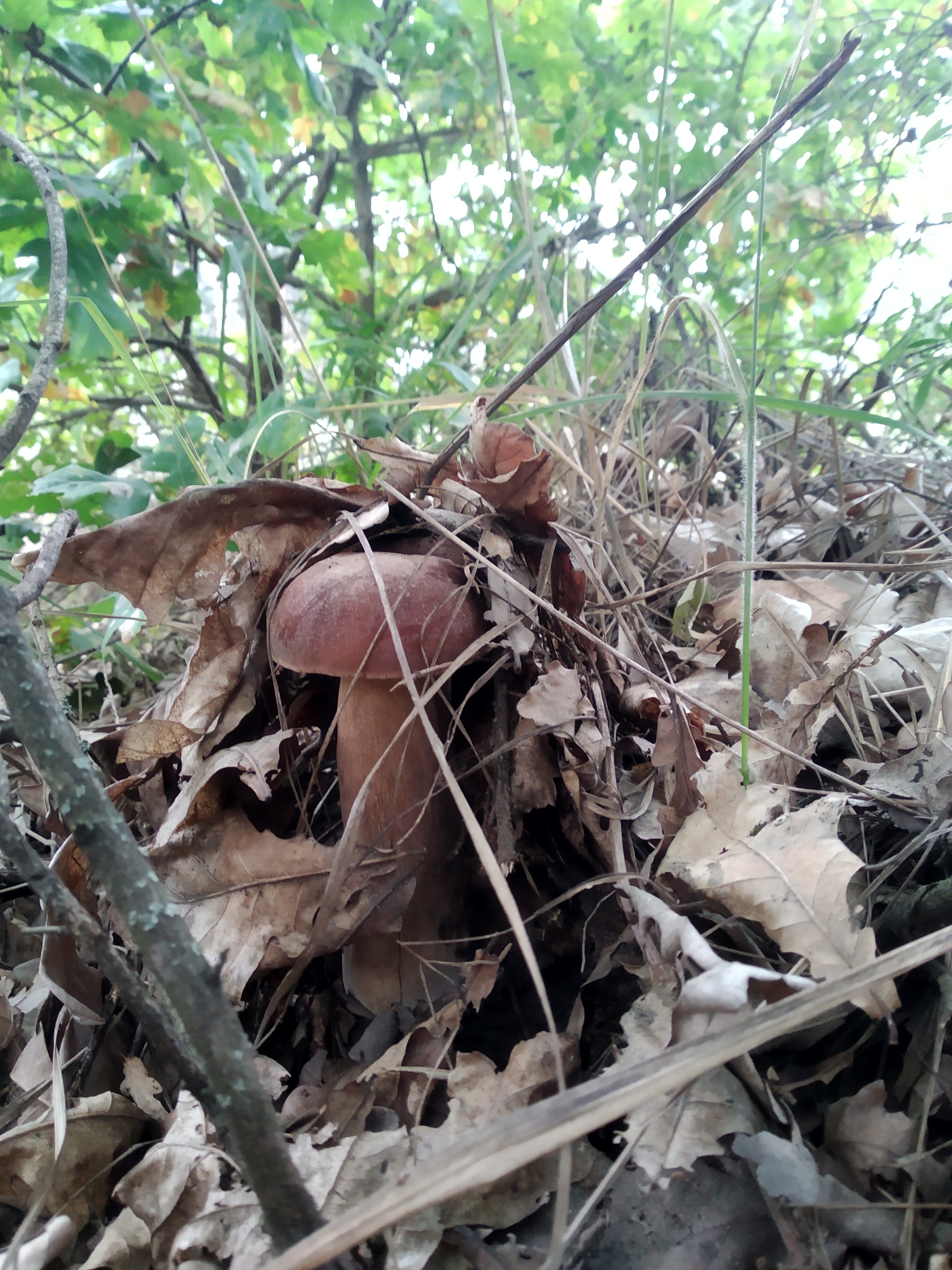 Mushrooms at last! - My, Mobile photography, Mushrooms, August, Hey, Longpost