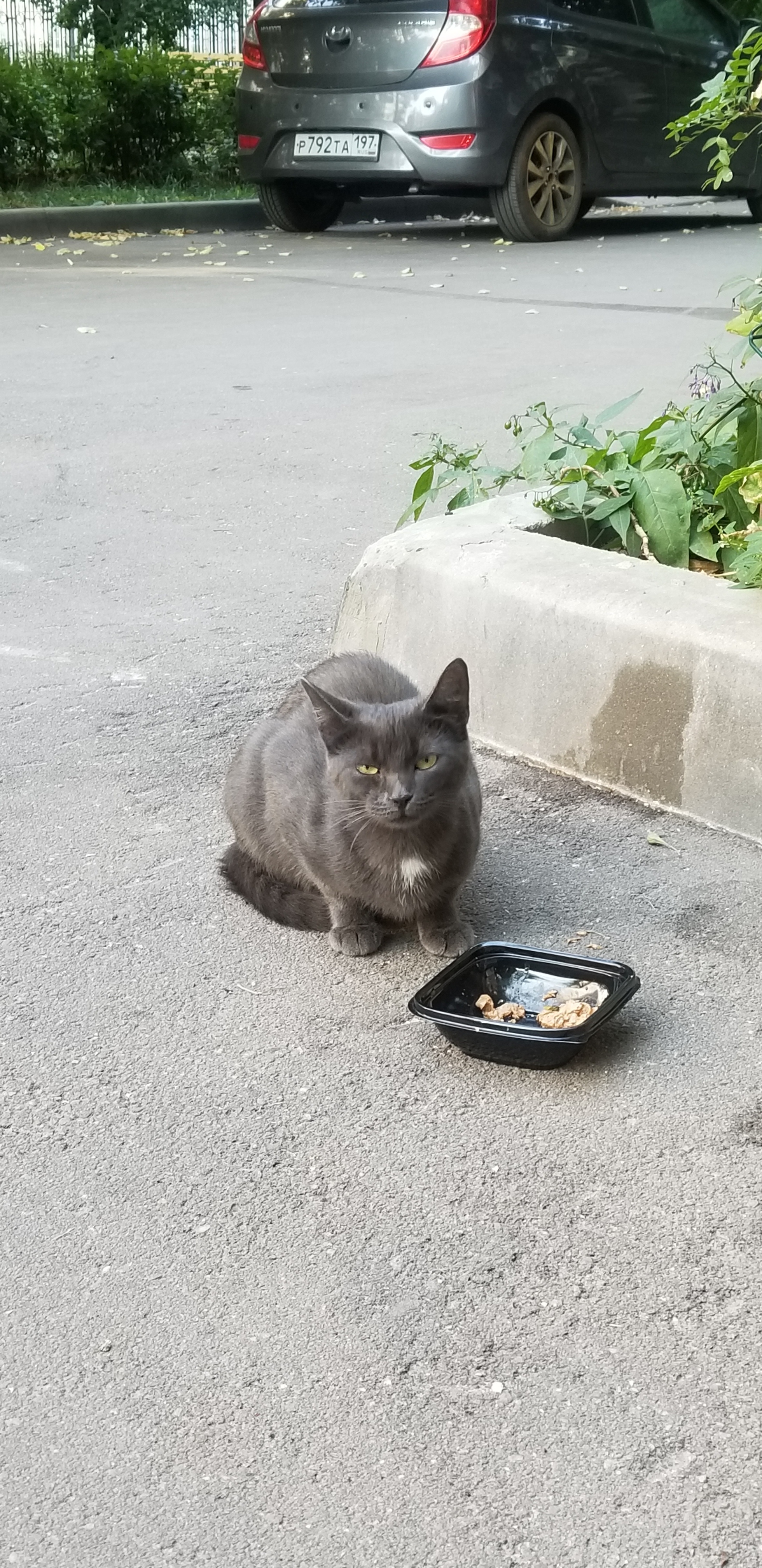 Кисы бездомыши,  помощь кормом актуальна! - Моё, Кот, Москва, Московская область, Помощь, Без рейтинга, В добрые руки, Видео, Вертикальное видео, Приют для животных, Приют муркоша, Выставка кошек, Длиннопост, Спасение животных