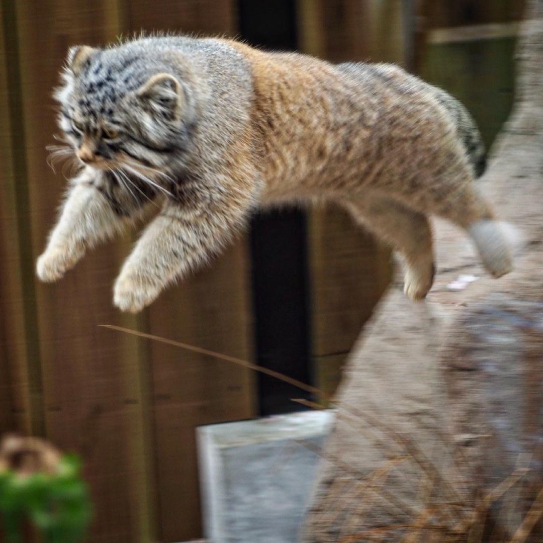 There are those who want to file memes with flying manuls? By the way, the third - Pallas' cat, Pet the cat, Small cats