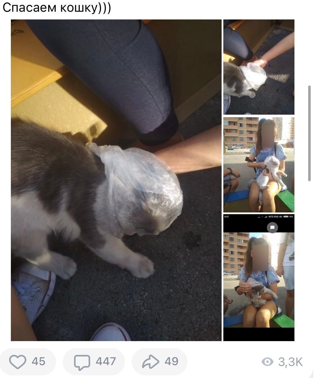 Teenagers strangled a cat with a bag - My, Flailing, cat, Animal protection, Rostov-on-Don, Teenagers, Longpost, Negative