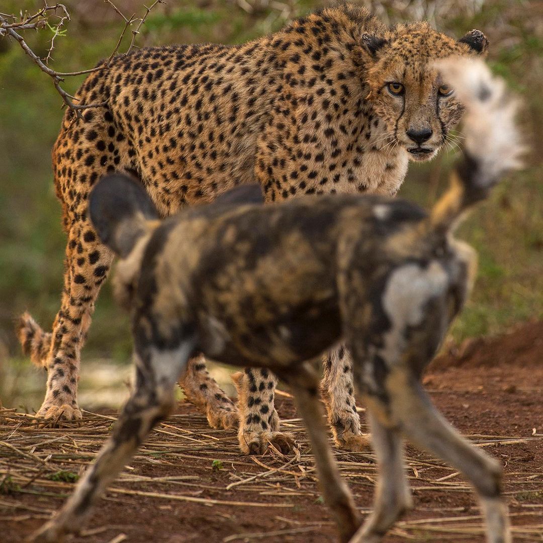 Hassle - Rare view, Cheetah, Small cats, Cat family, Hyena dog, Canines, Predatory animals, Mammals, Animals, Wild animals, wildlife, Nature, Africa, The photo, Repeat, Longpost