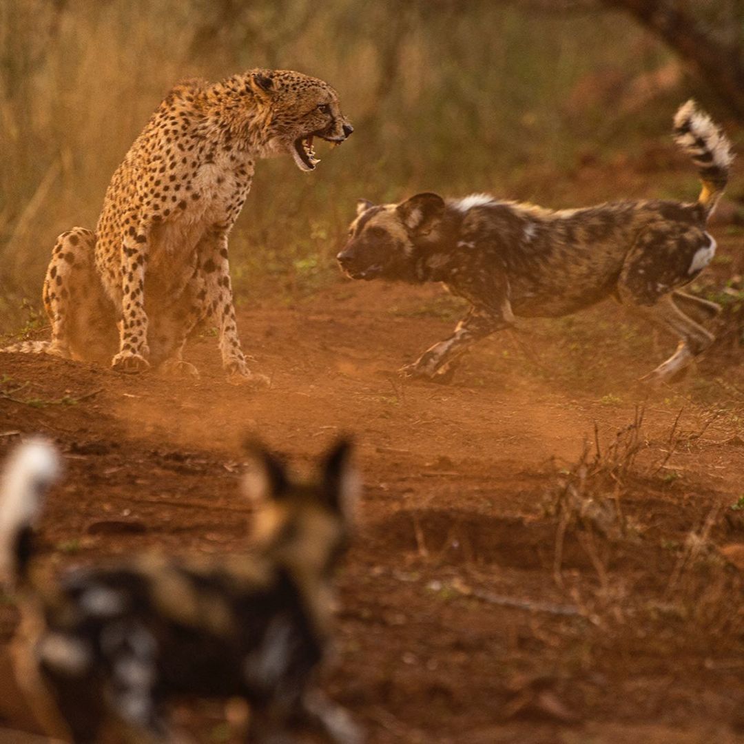 Hassle - Rare view, Cheetah, Small cats, Cat family, Hyena dog, Canines, Predatory animals, Mammals, Animals, Wild animals, wildlife, Nature, Africa, The photo, Repeat, Longpost