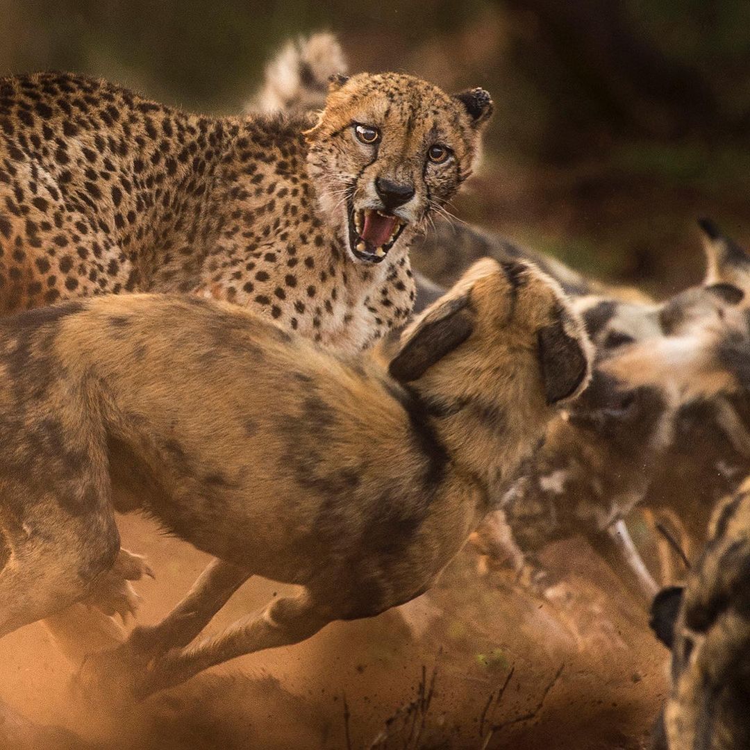 Hassle - Rare view, Cheetah, Small cats, Cat family, Hyena dog, Canines, Predatory animals, Mammals, Animals, Wild animals, wildlife, Nature, Africa, The photo, Repeat, Longpost