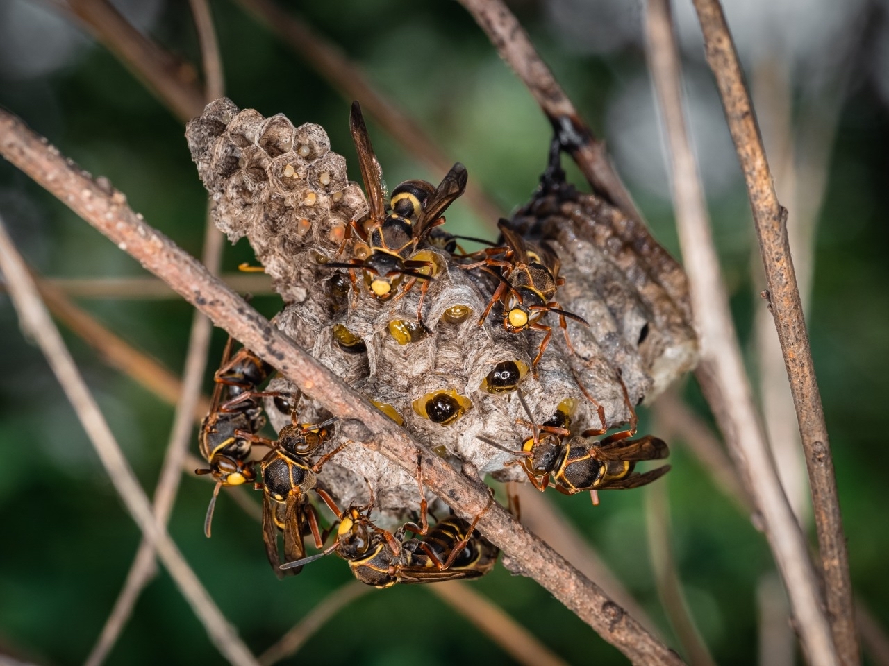 Paper wasps - My, Wasp, Macro photography, The photo, Longpost, Insects