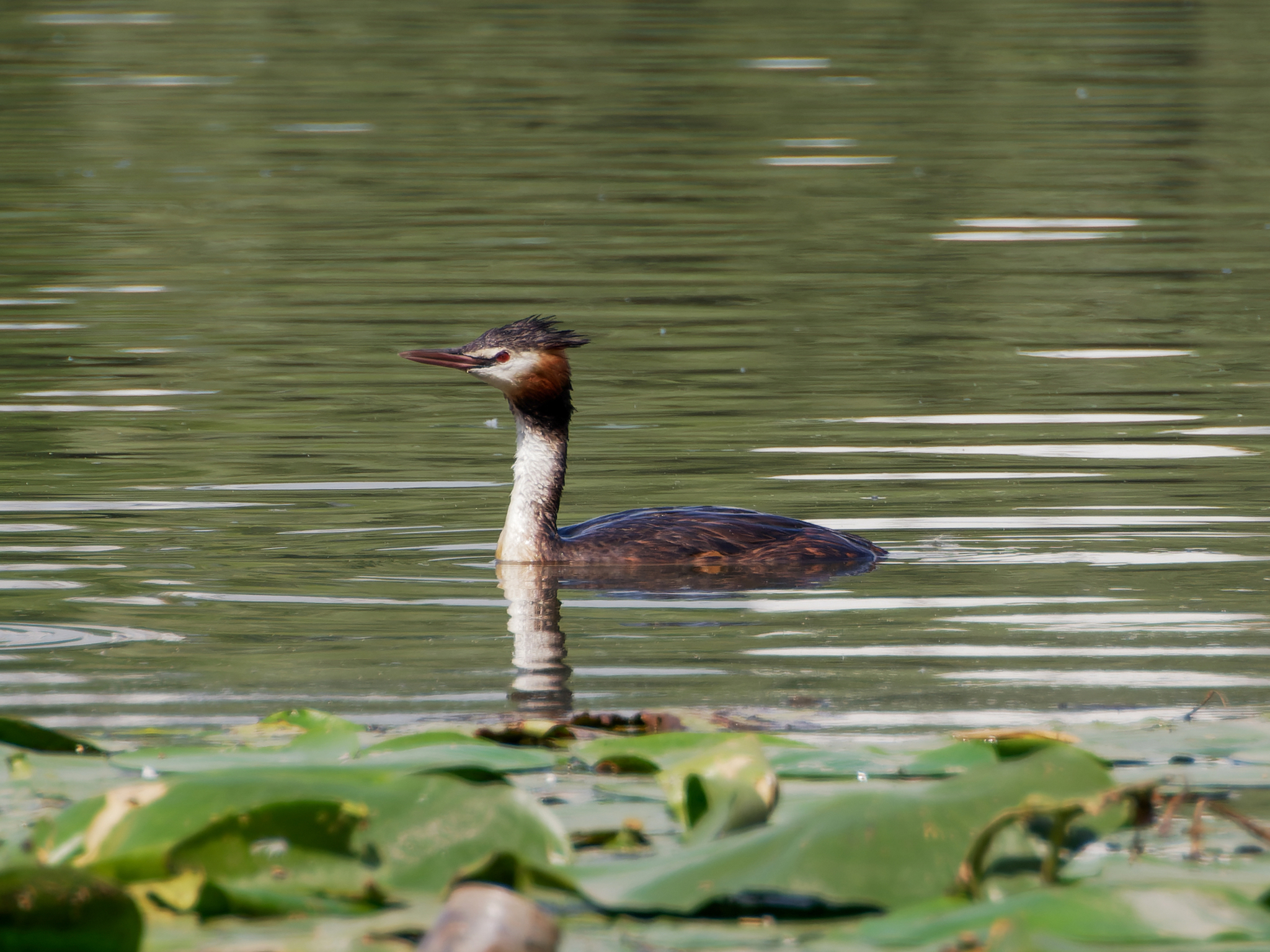 Great grebe - My, The photo, The nature of Russia, Birds, Moscow, Chomga, Longpost