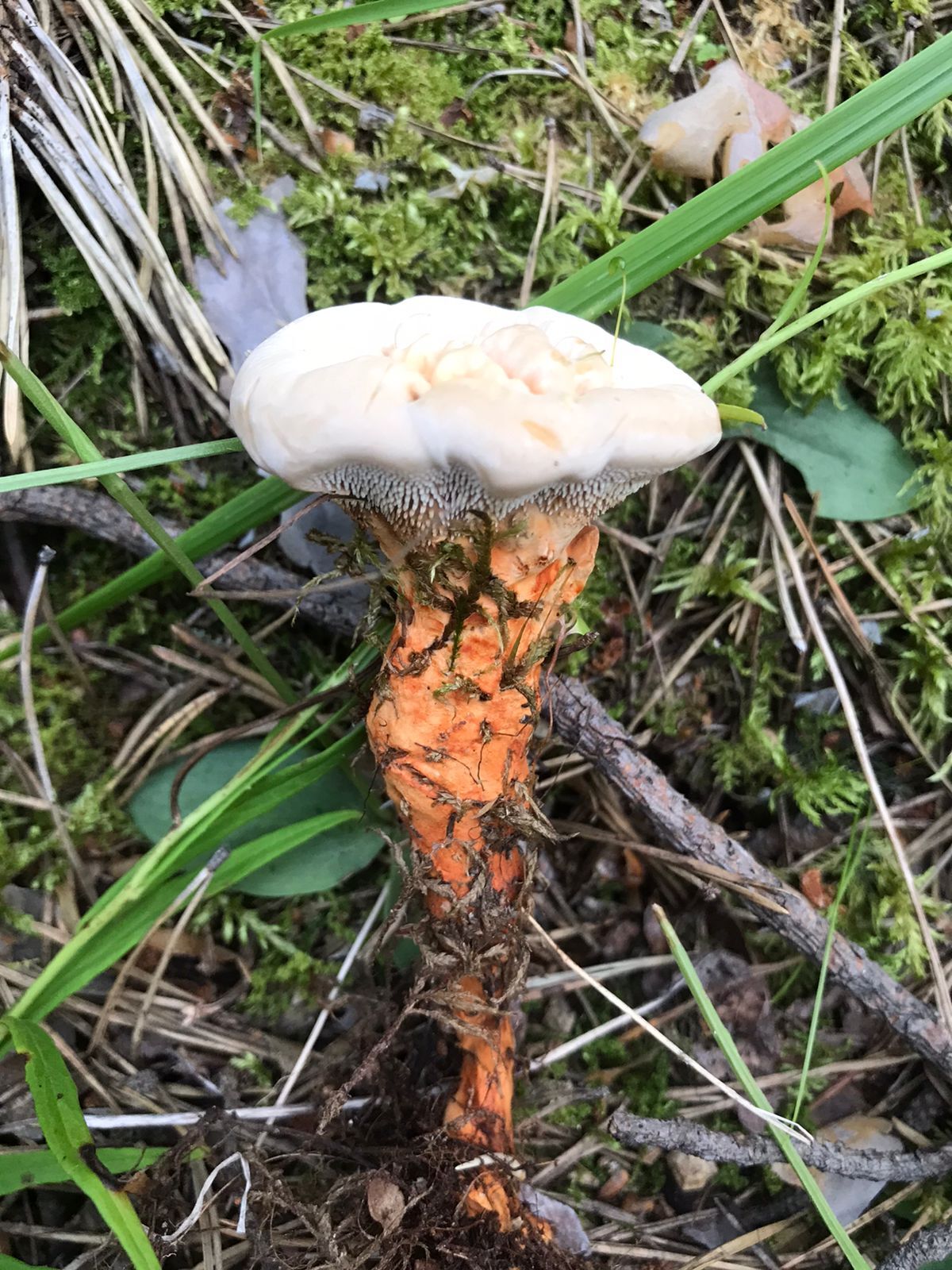 What is a mushroom? - Mushrooms, Nature, Longpost