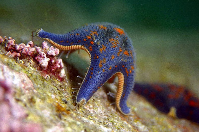 Friday pull - Starfish, Marine life, Primorsky Krai, Reserves and sanctuaries, The photo, beauty of nature, wildlife, Wild animals, Predatory animals, Scavengers, Informative